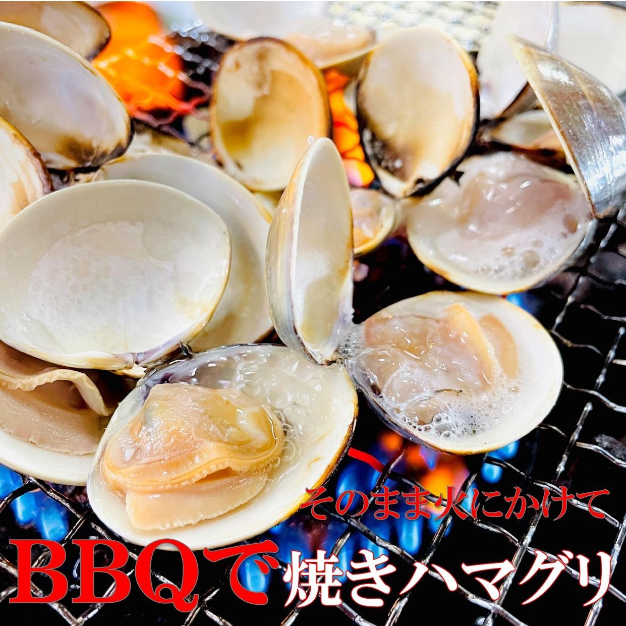 殻付きはまぐり Lサイズ 500g/PC  砂抜き済み 11～15個入／冷凍