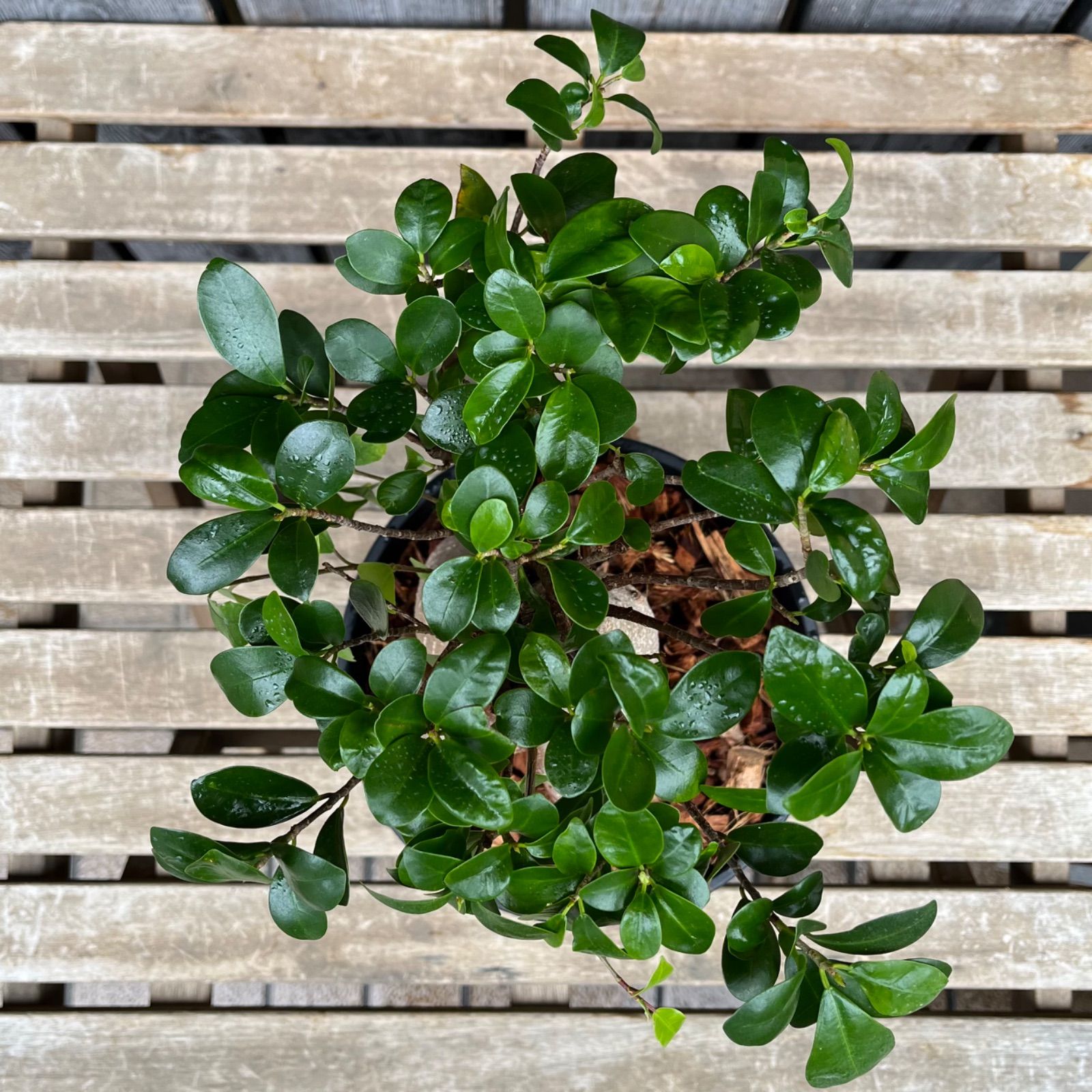 ガジュマル 6号平鉢 幹の形がカッコイイ❗️ - メルカリ