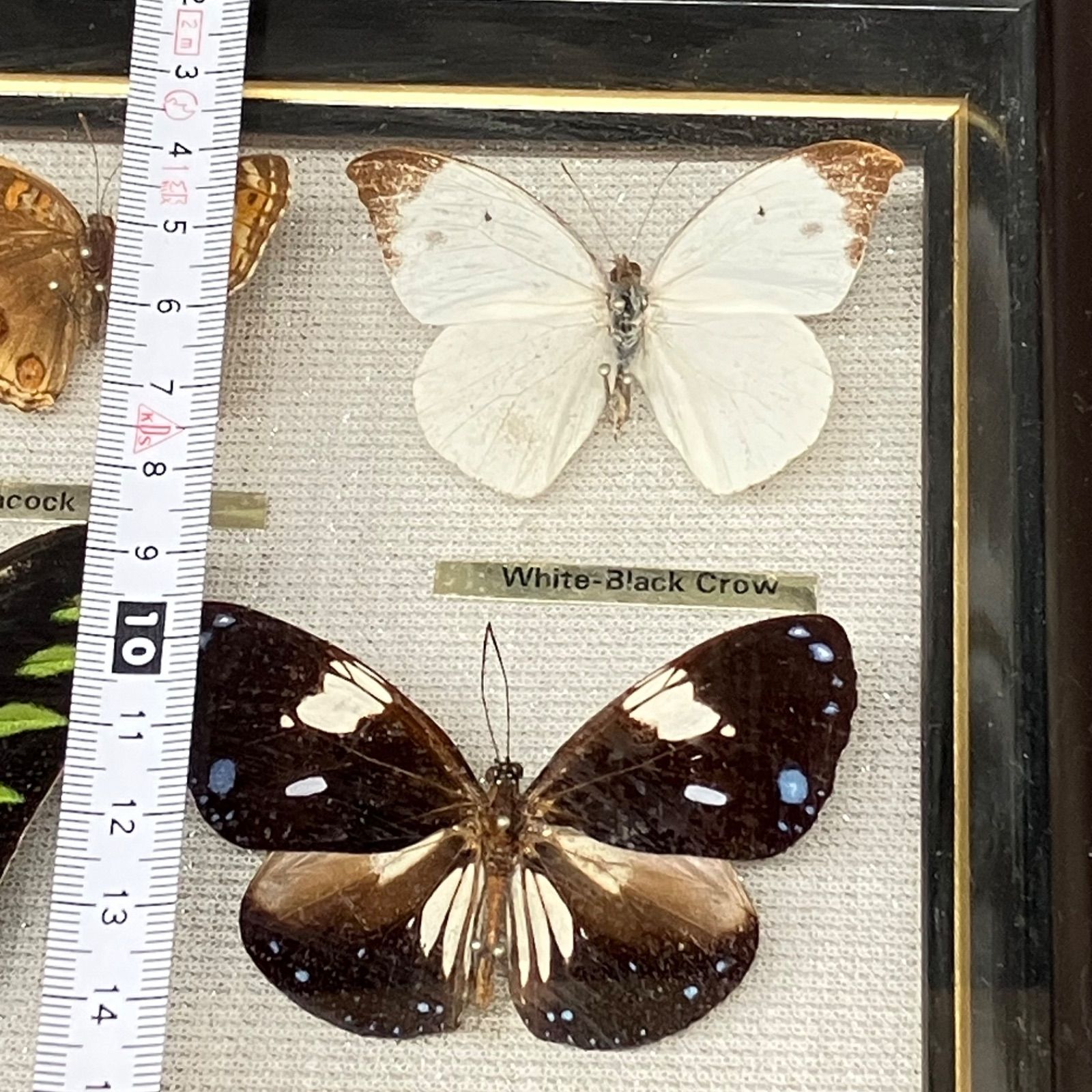 ウラナミンシロチョウ