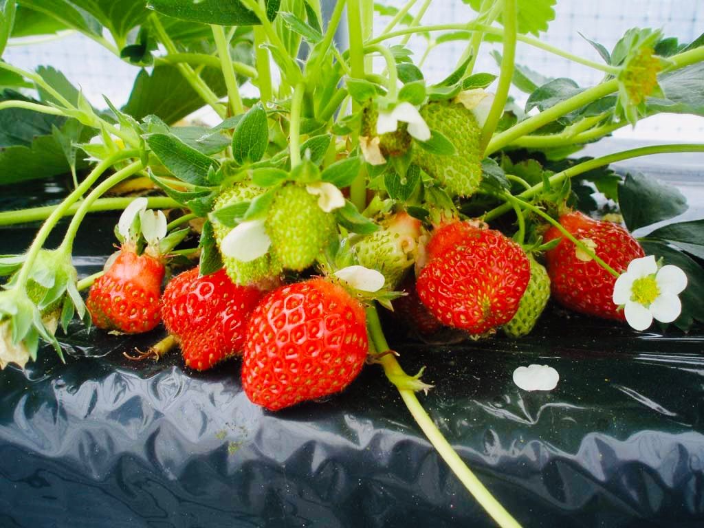 いちご苗 紅ほっぺ50ポット 【公式通販】