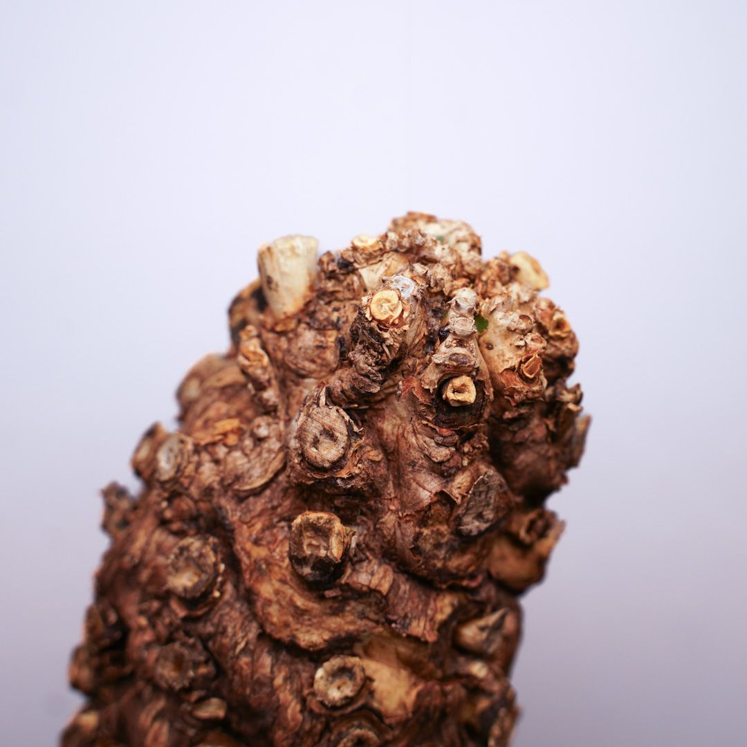 ムランジーナ 発根済