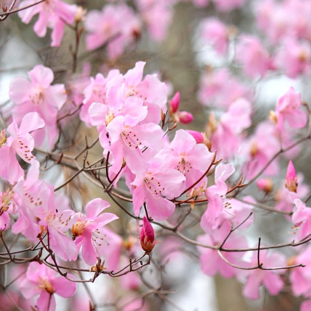 アカヤシオツツジ/大株【現品発送】管理70496 アカヤシオツツジ/大株【現品発送】管理70496 アカヤシオ