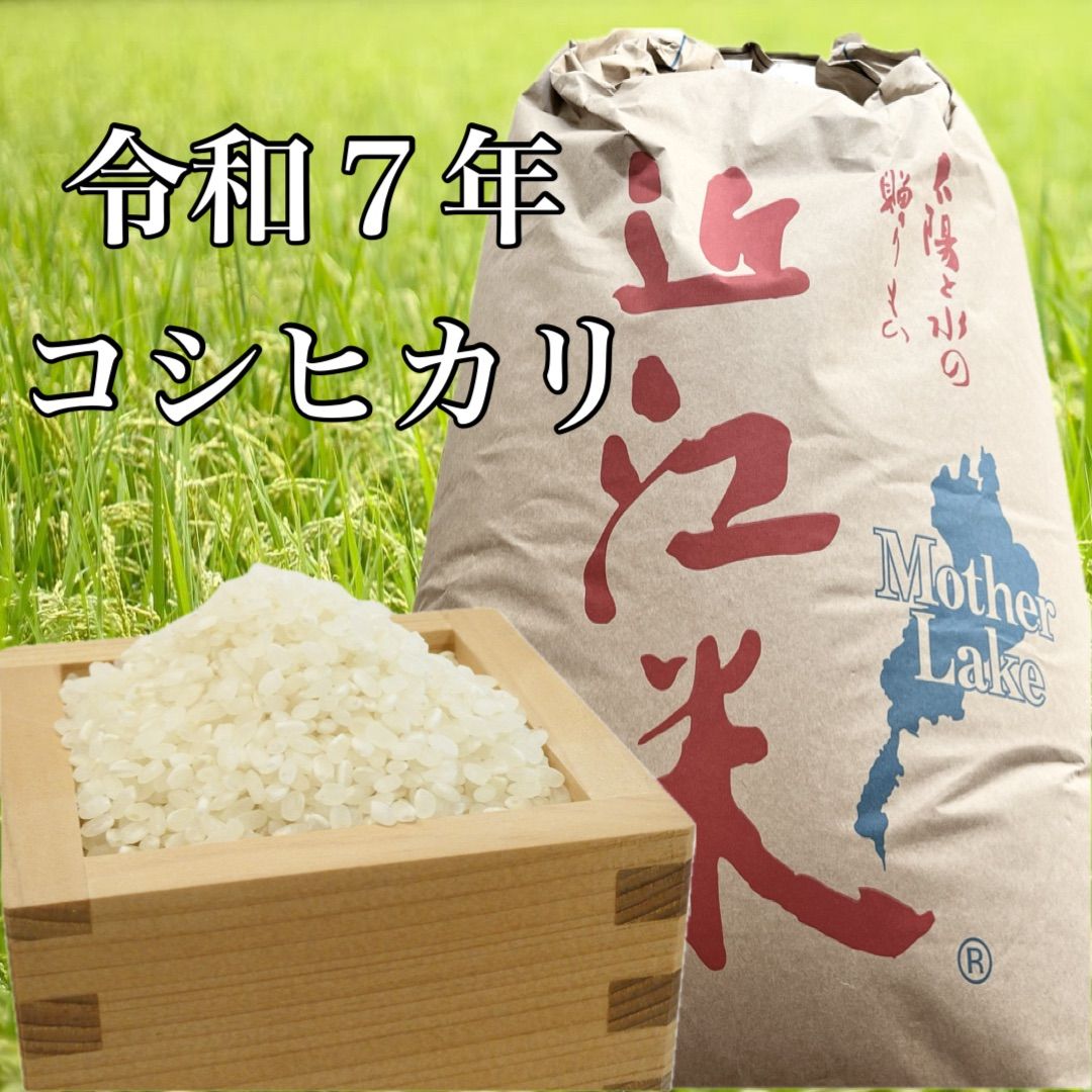 令和六年産 近江米コシヒカリ オリーブ酵素米 工場 10キロ 超減農薬 お