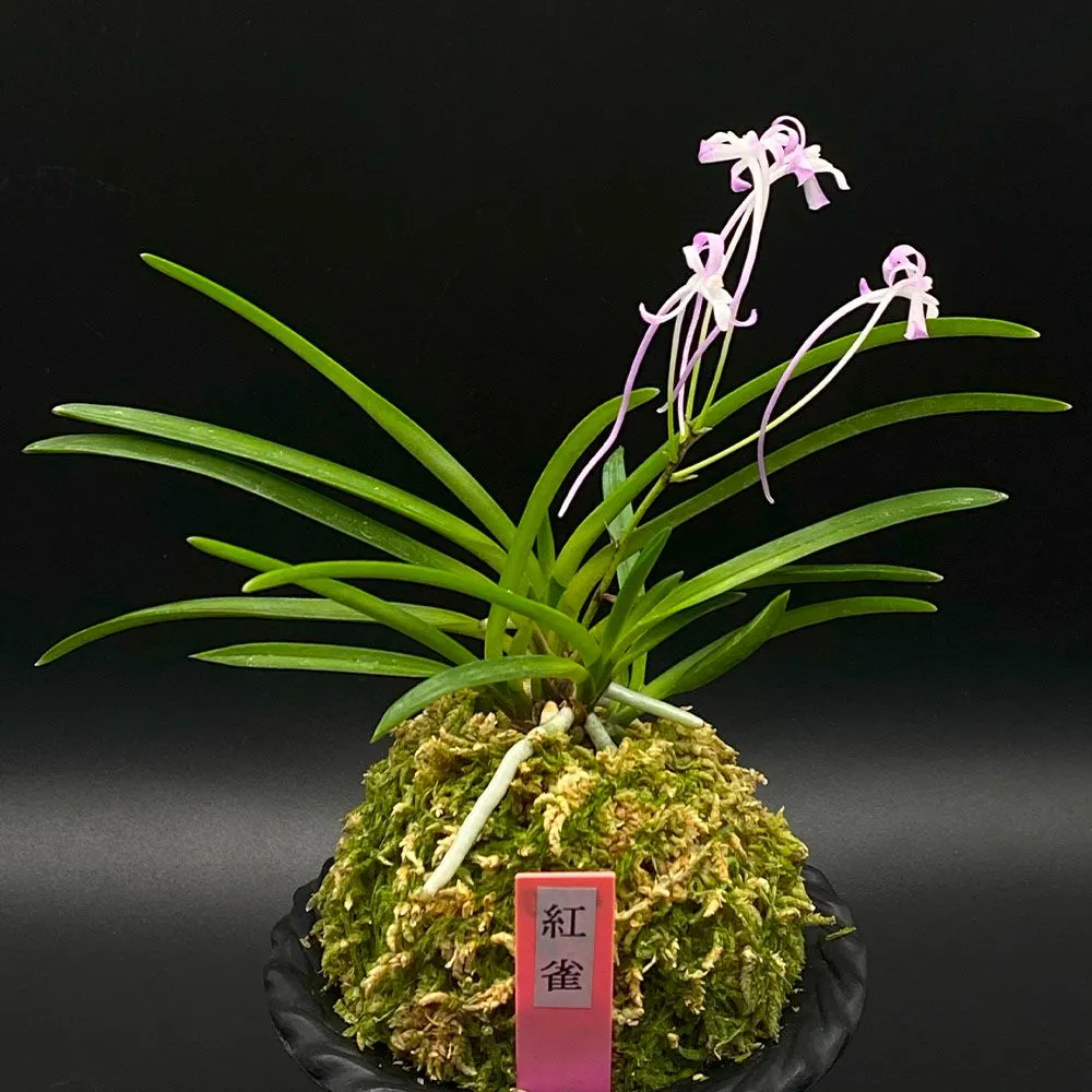 開花中lepanthes uxoria レパンテスエクアドル雲霧パルダリウム原種 開花中lepanthes uxoria レパンテスエクアドル雲霧パルダリウム原種