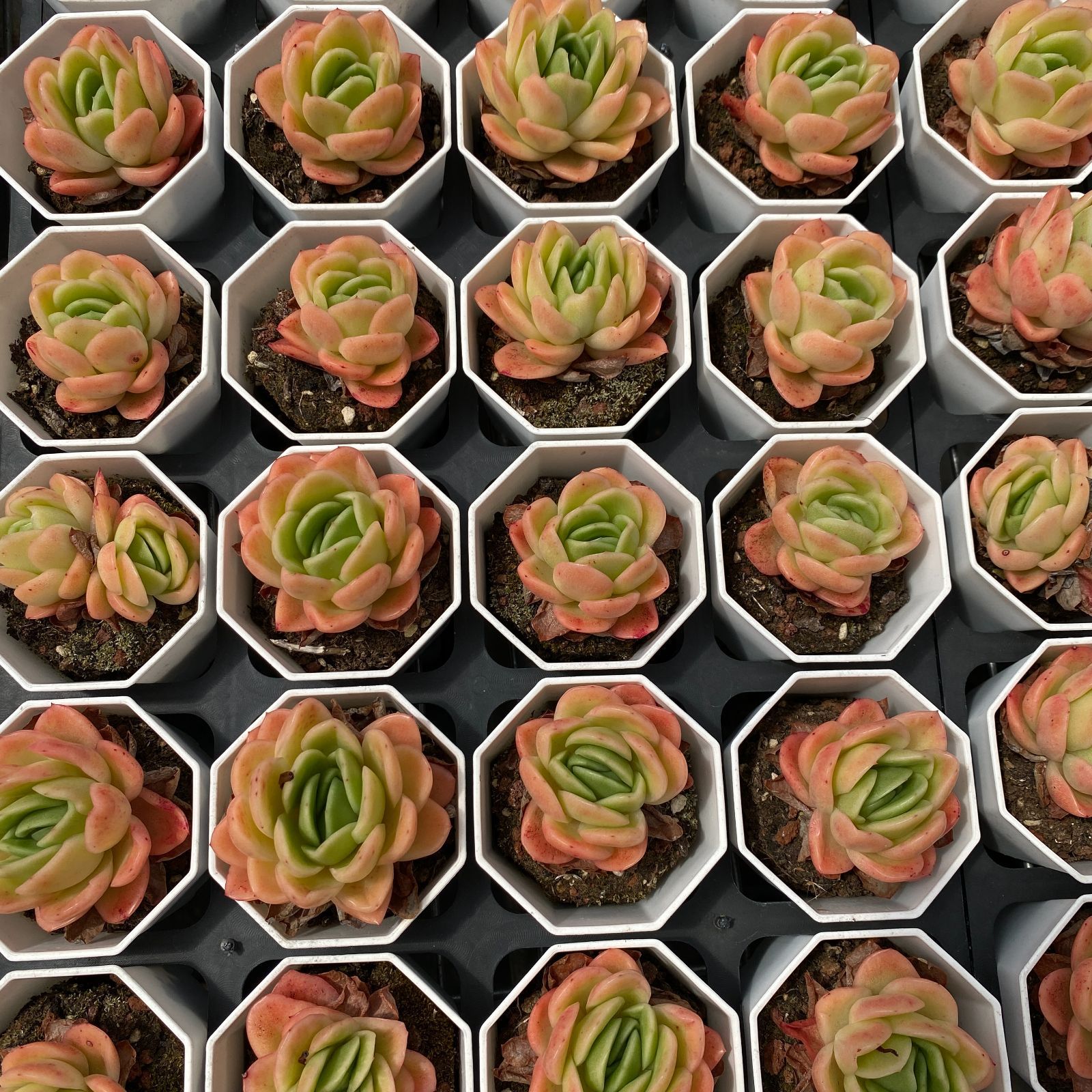 多肉植物 アエオニウム