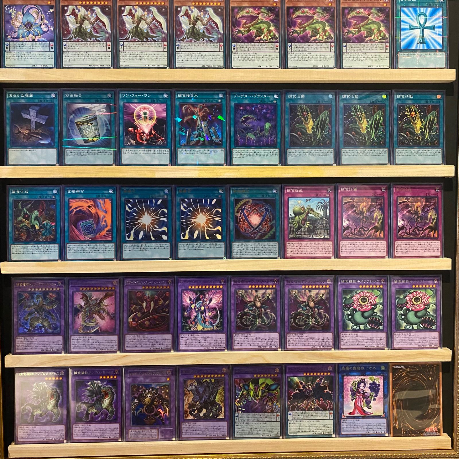 【24時間以内発送】遊戯王　捕食植物（プレデタープランツ）本格構築済みデッキ 即日発送！【捕食植物】遊戯王構築済みデッキ プレデター