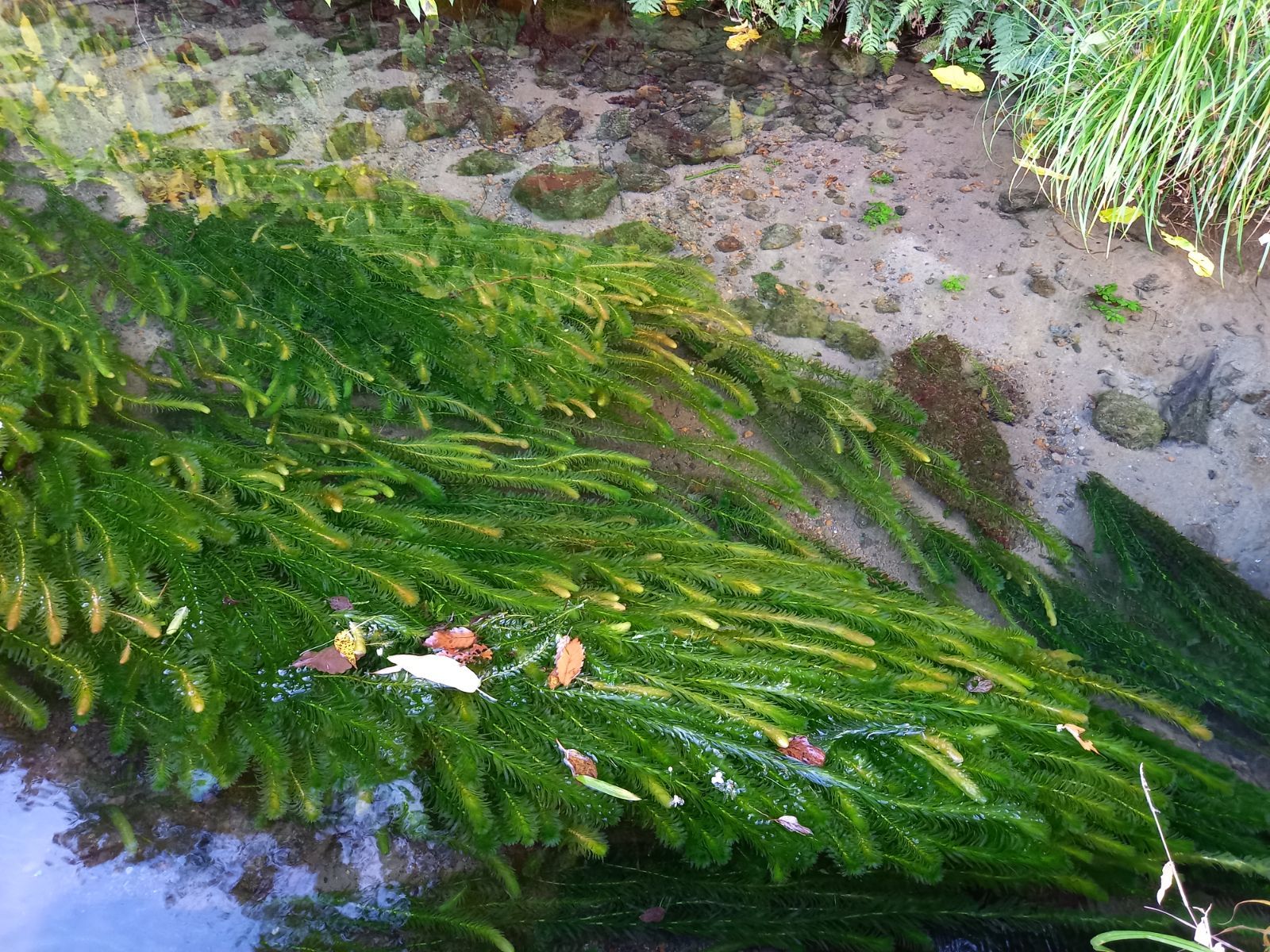 クールで発送 1000本以上 阿蘇の湧水で育った水草 天然アナカリス