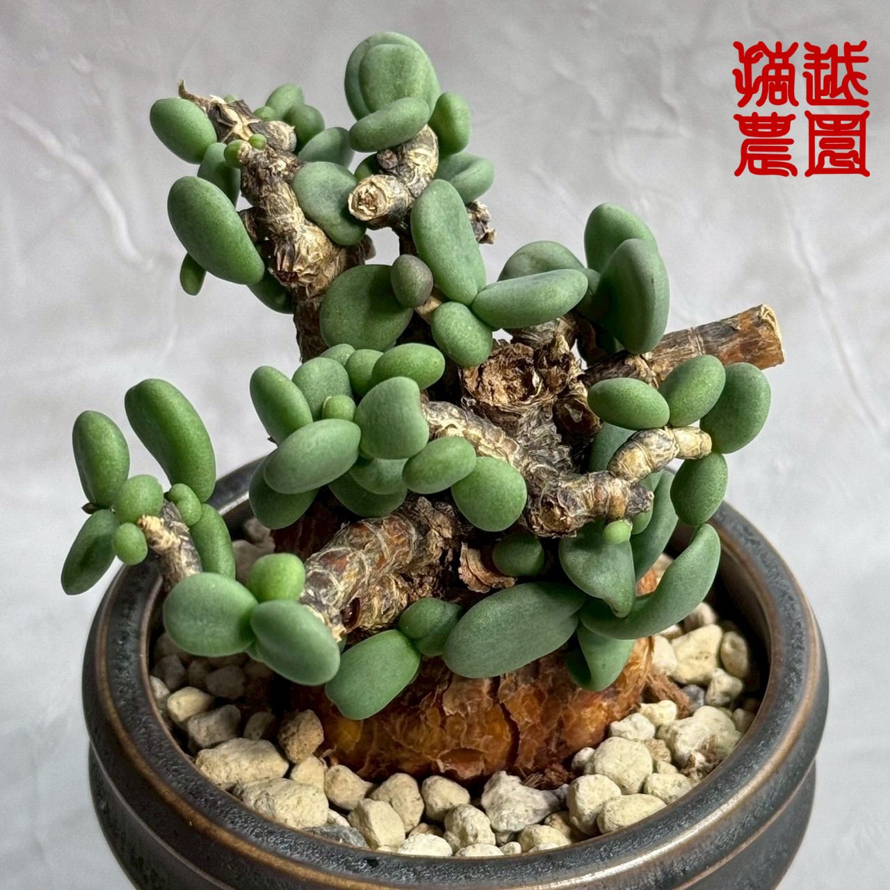 ケラリア ピグマエア レア樹形！！ ケラリア ピグマエア 鉢 qutoten 発