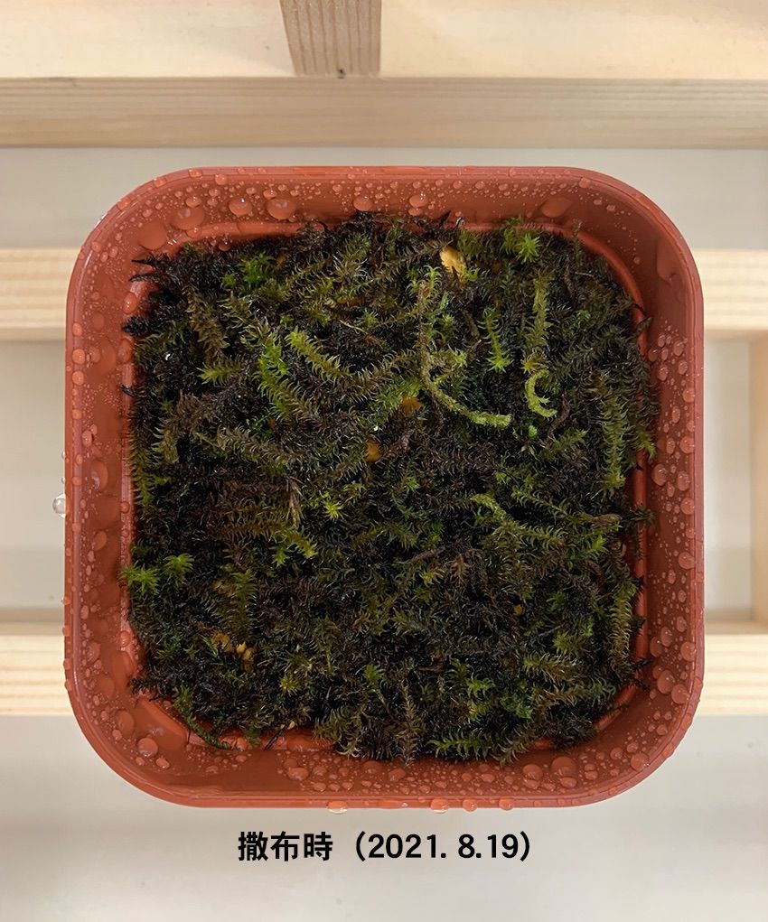 はいごけサッサ 簡単！コケをまいて水をやるだけ 乾燥粉末ハイゴケ 苔テラリウム 室内 インテリア ジオラマ 盆栽 日本製 Made in J