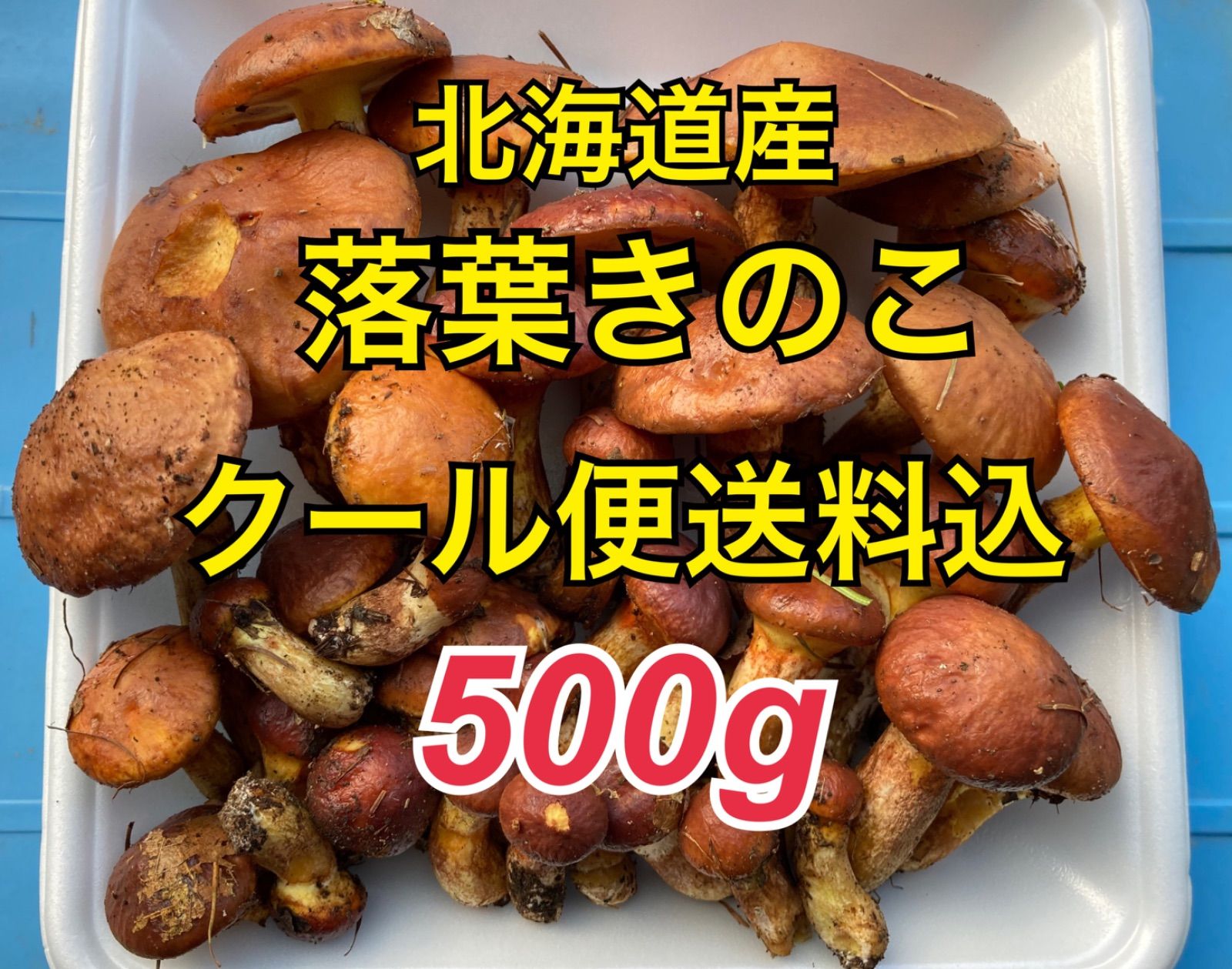 卸売 落葉キノコ 北海道産天然