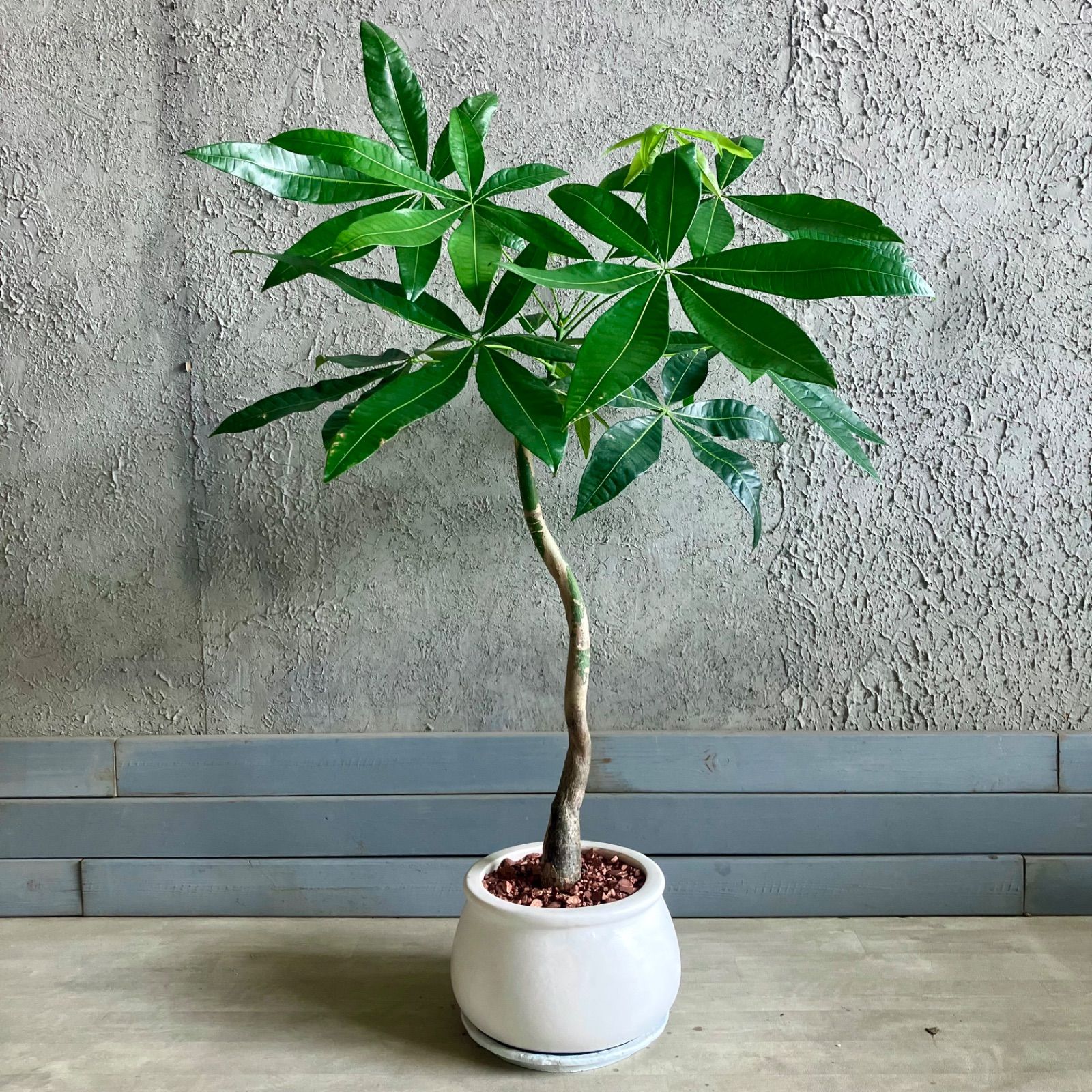 植木鉢 パキラ 大きい 観葉植物 本物 パキラ セラアート鉢 8号鉢 大型 植木鉢 パキラ 大きい 観葉植物 本物 パキラ セラアート鉢 8号鉢 大型