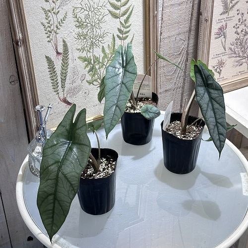 観葉植物 アロカシア メタリックブルー 3号ロングポット(個体おまかせ1