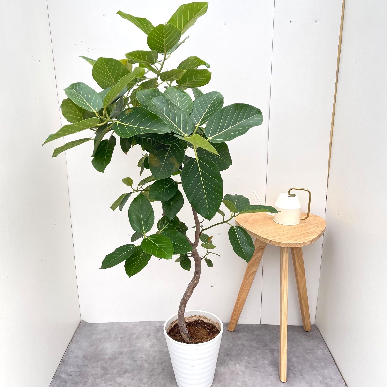 観葉植物 室内