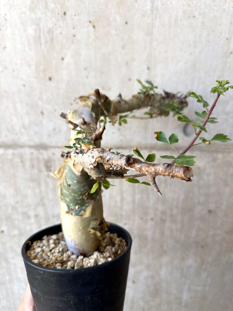 現品限り】コミフォラ・カタフ ターカネンシス 現地株 発根済み