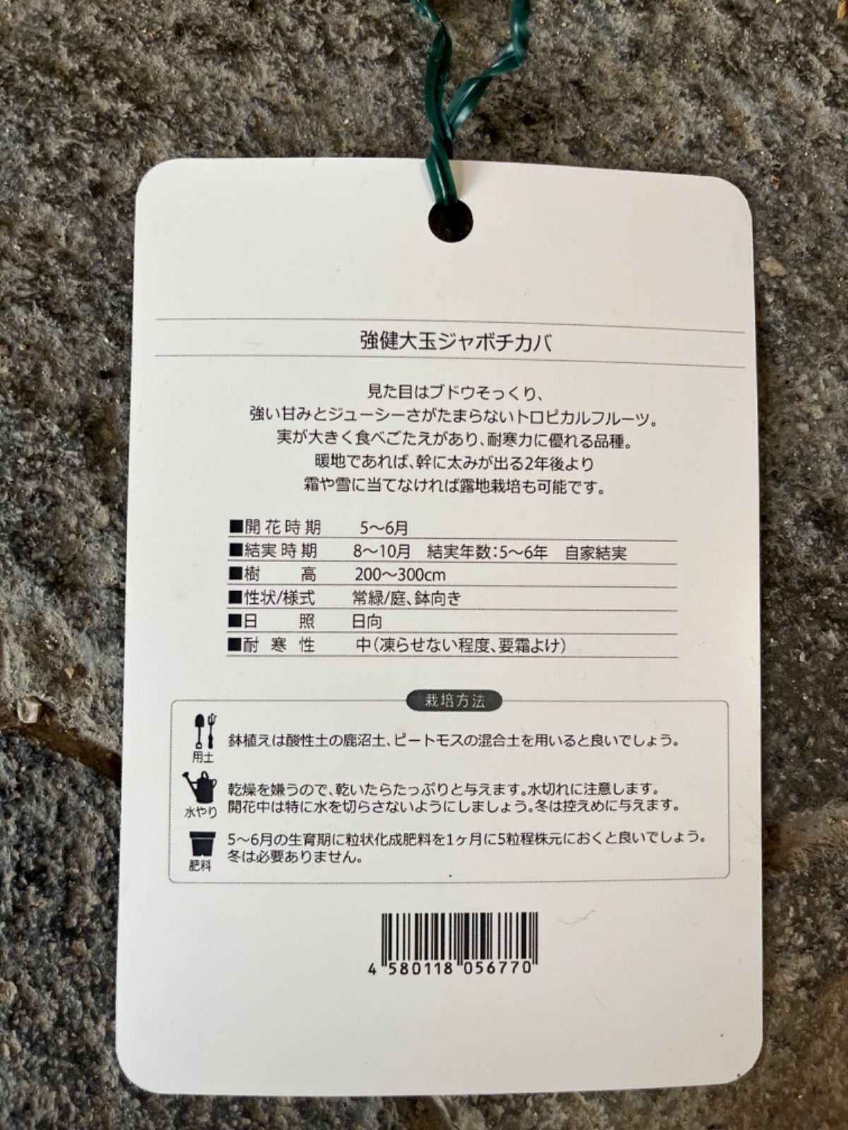 強健大玉ジャボチカバ苗