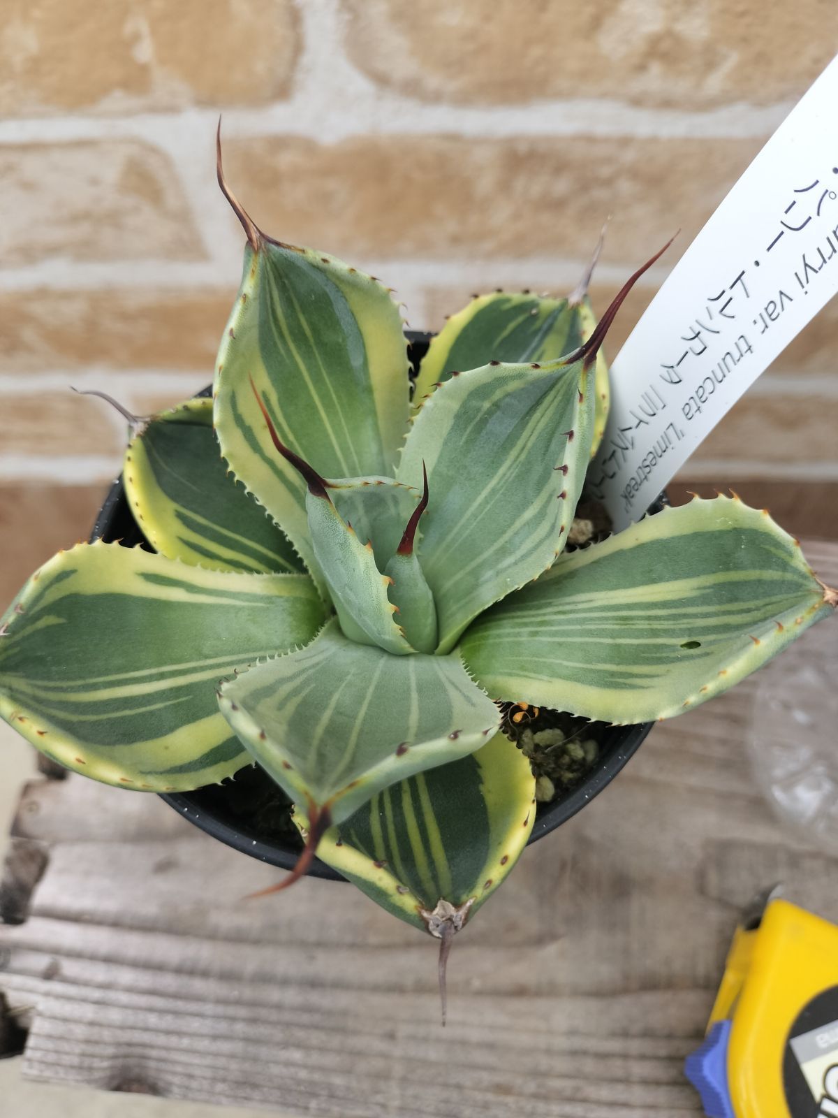 藤*原様 多肉植物・アガベ ・精品・パリートルンカータ'オリザバ' 抜き