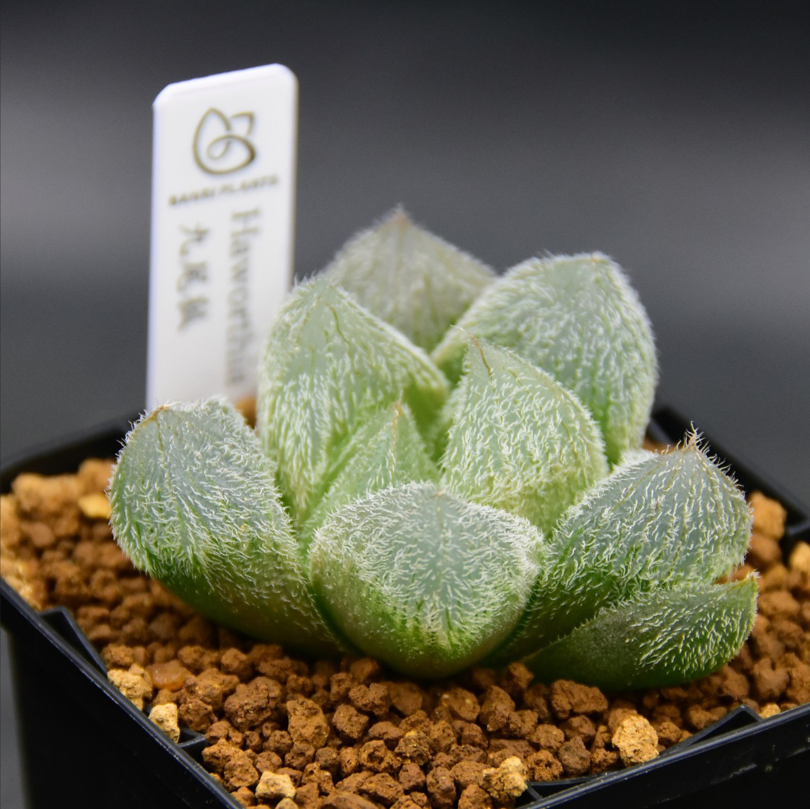 ぐ*ゅ様 多肉植物 ハオルチア 白狐伝錦 極上斑入り 透明感抜群 希少美株