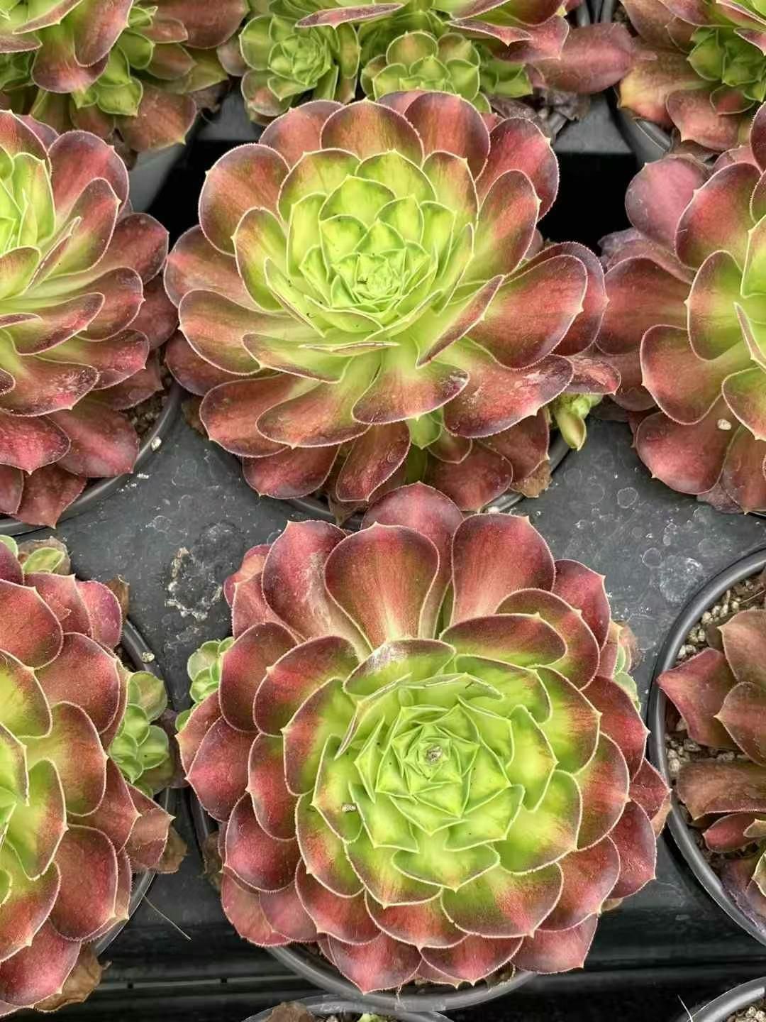 G607 青豆古木 抜き苗 30株 多肉植物 エケベリア 韓国苗