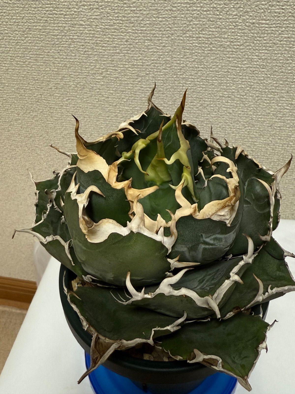 アガベ 白鯨 チタノタ オテロイ 3 ボール 短葉 丸葉 大株 ベアルート