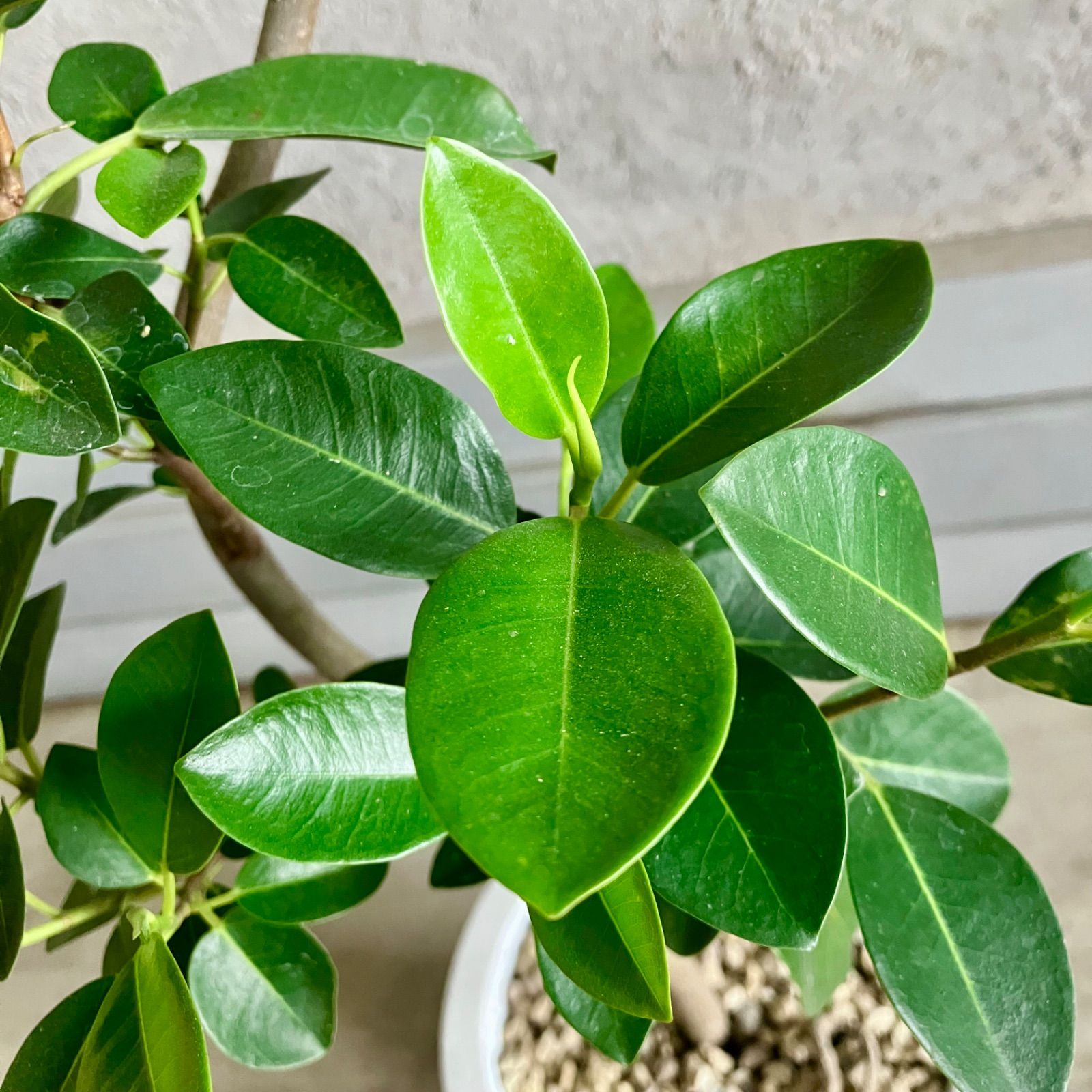 テラコッタ鉢植え