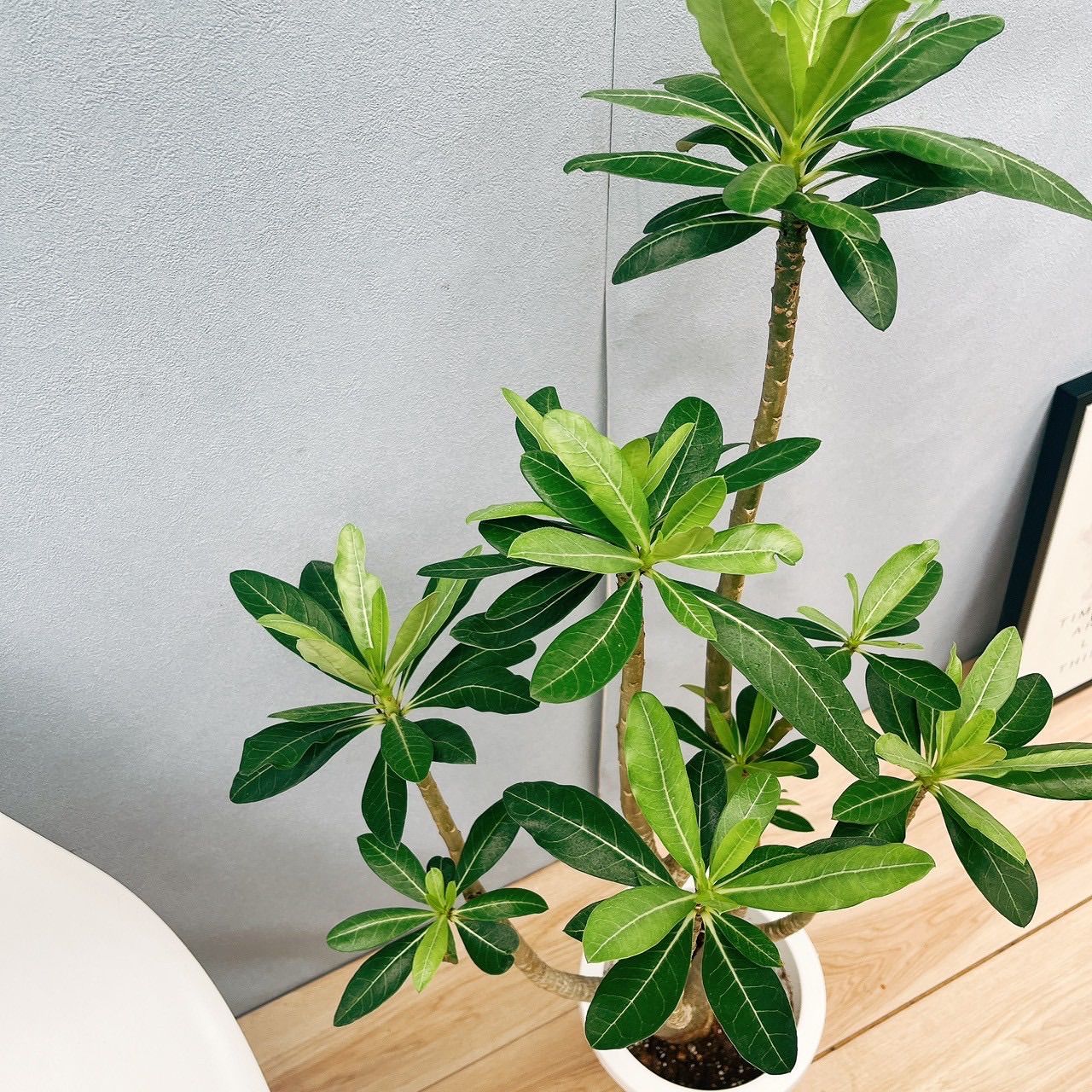 現品］【希少】アデニウム アナコンダ 7号 コーデックス 珍しい 塊根