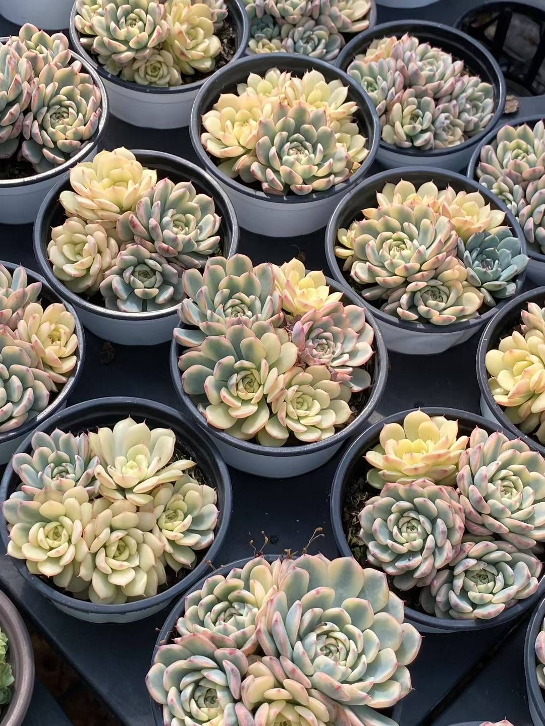 抜き苗 ヒメレン錦 QS1079×24株 ふっくら 多肉植物 エケベリア