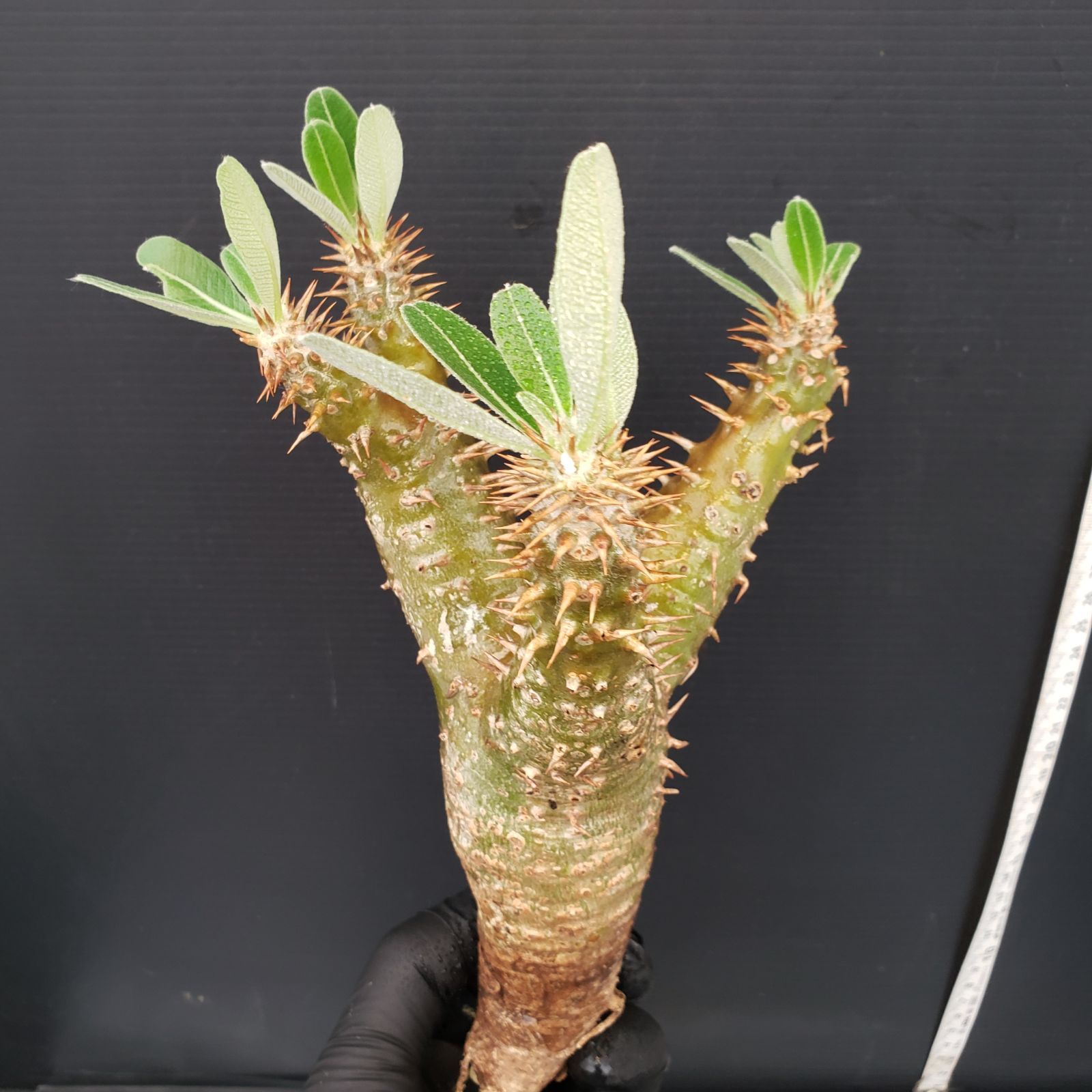 塊根植物 パキポディウム　マカイエンセ 楽天市場】☆特価☆コーデックス：パキポディウム マカイエンセ