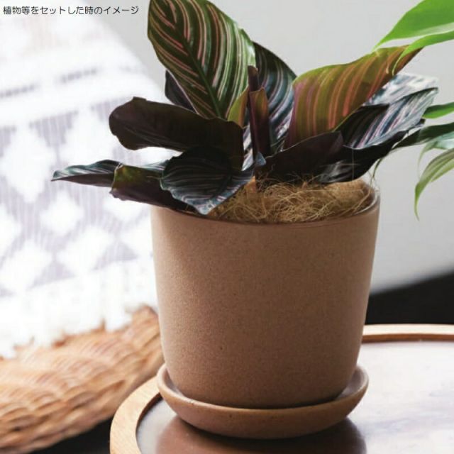 アレナ ラウンド