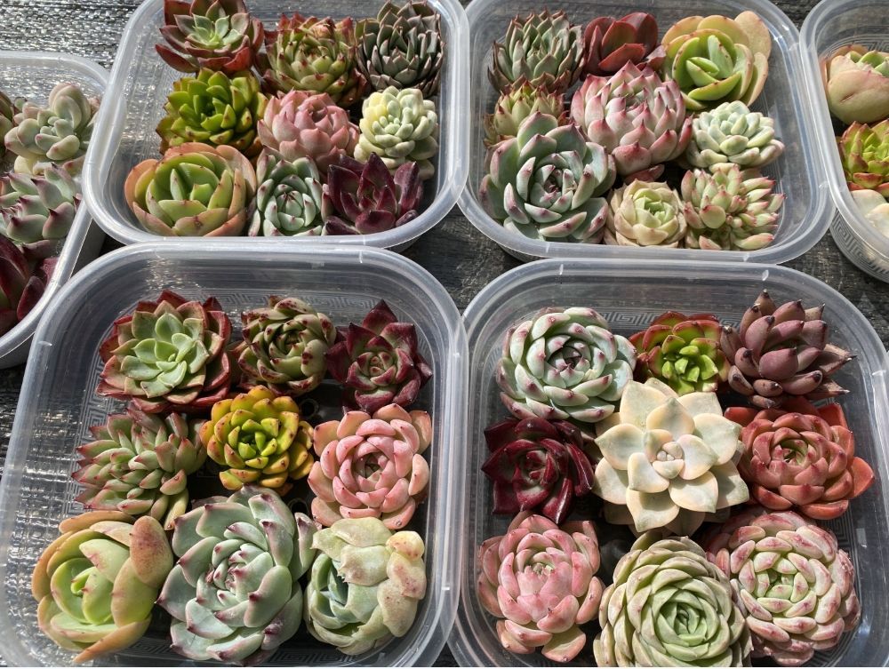 限定特価 新入荷苗 カット苗 AM501×9株セット 詰め合わ 多肉植物