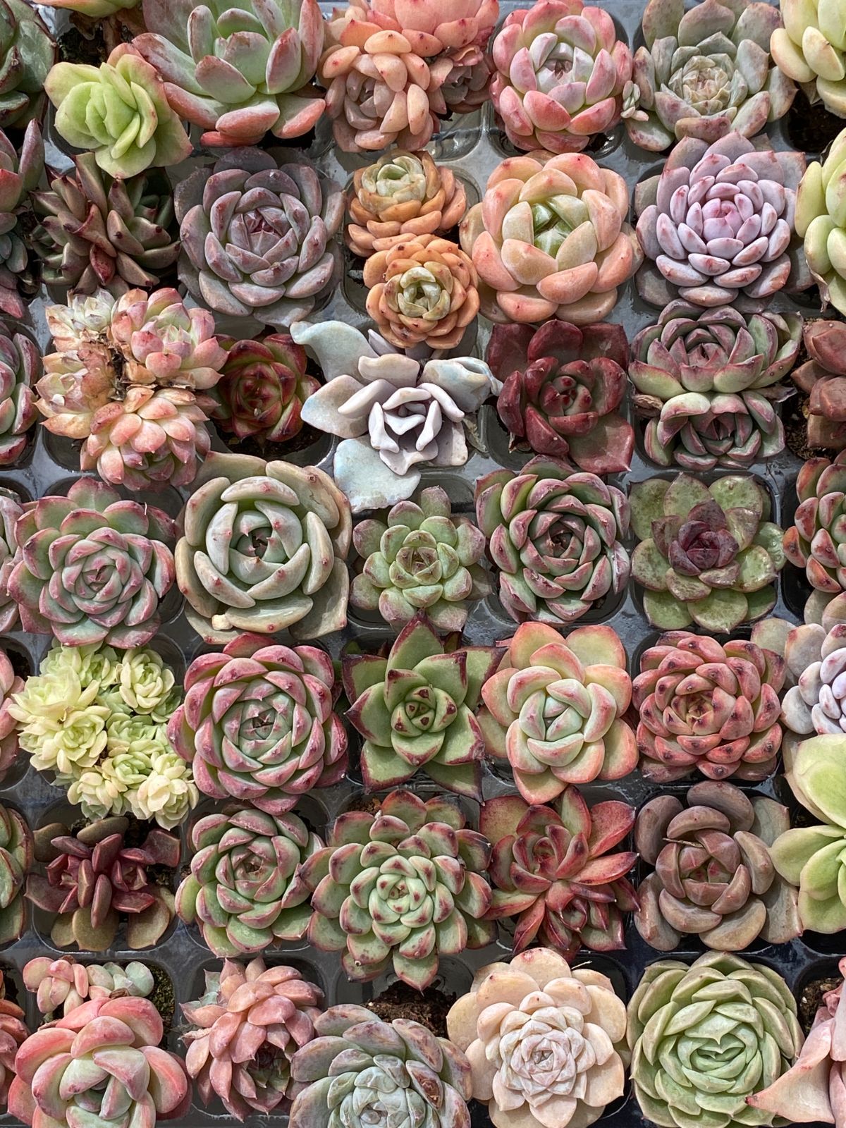 新入荷 多種類セット NT17×105苗 土付き 詰め合わせ 多肉植物 エケベリア 韓国苗 新入荷