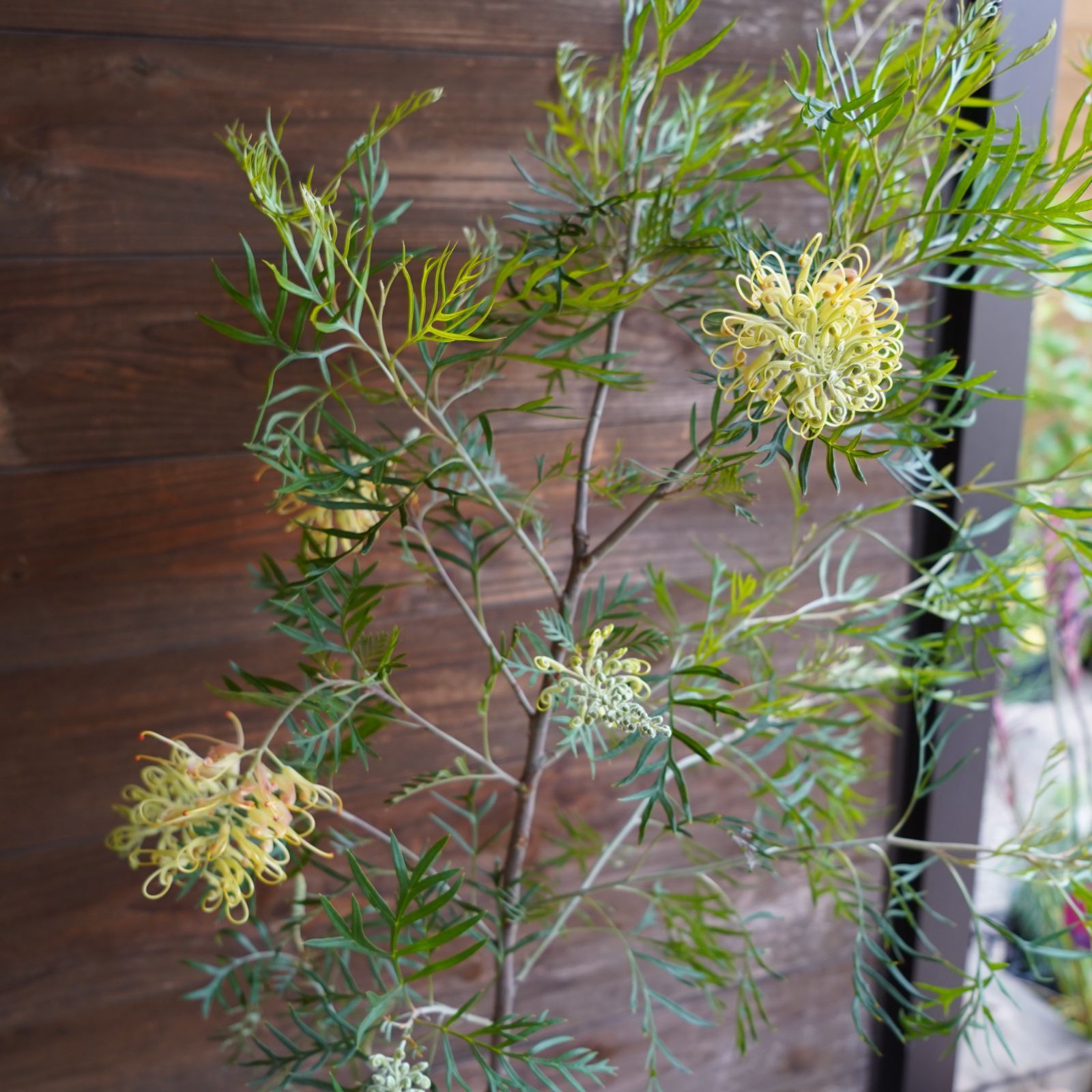 りいむさん専用　グレビレア　ピーチアンドクリーム/ 509 おまかせ剪定 グレビレア ピーチアンドクリーム 大株 2 楽天市場】グレビレア ピーチ