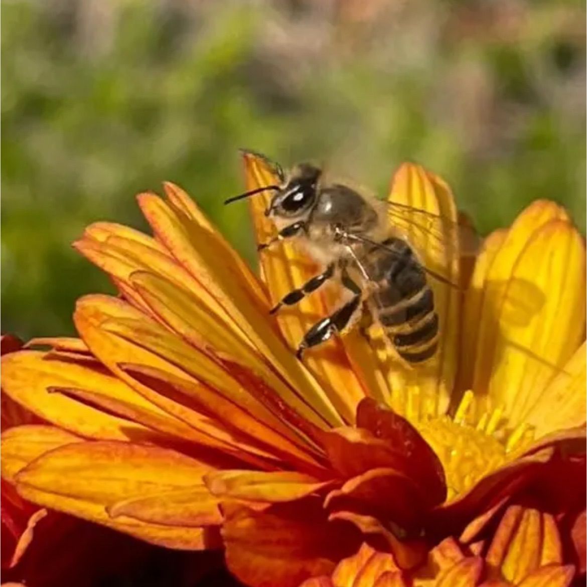 日本蜜蜂 蜂蜜
