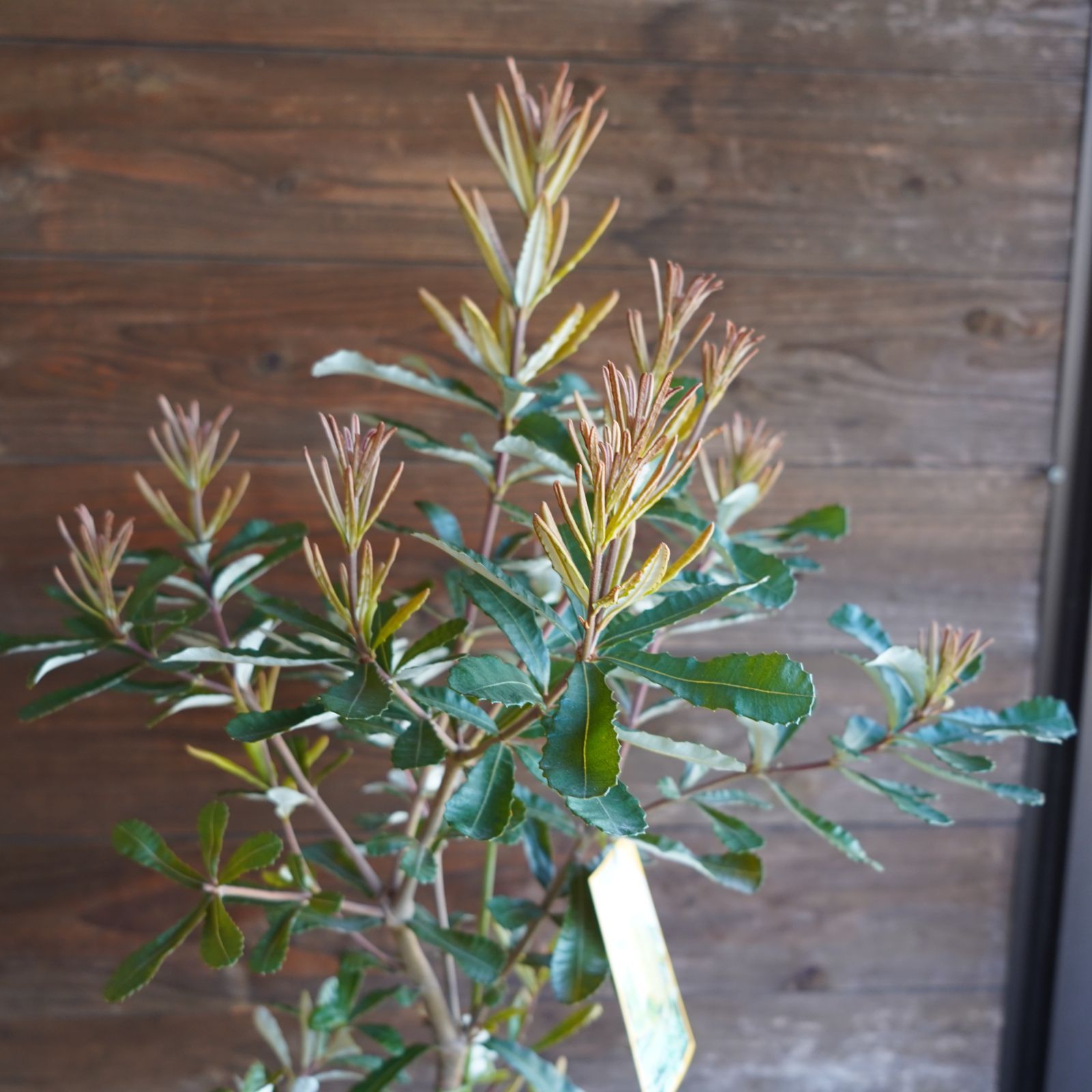 バンクシア ”インテグリフォリア”（コーストバンクシア） 7号 オージー