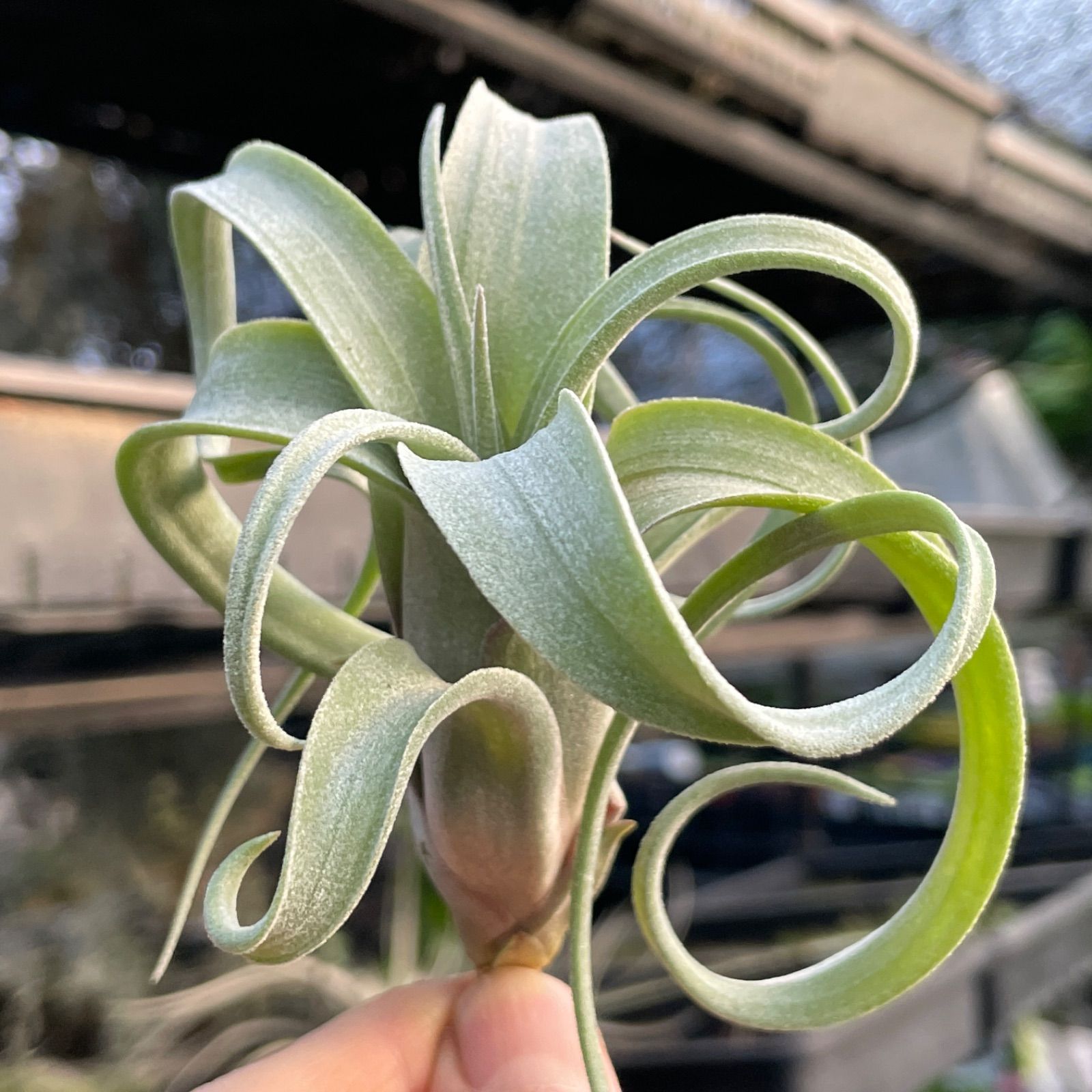 チランジア カーリースリム Tillandsia Curly Slim (Tillandsia