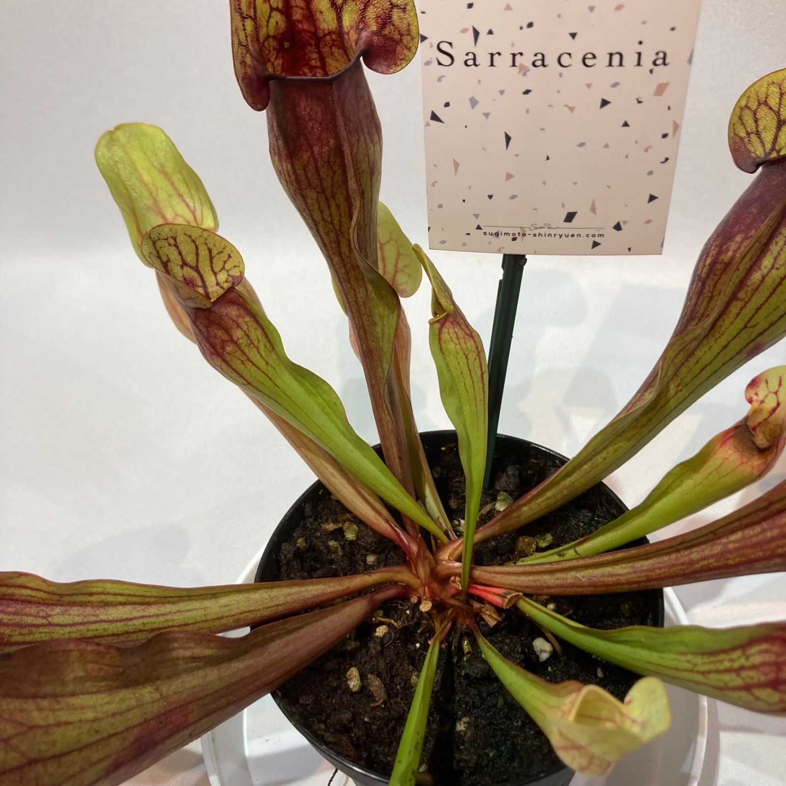 サラセニア・ドラキュラ 食虫植物 - メルカリ