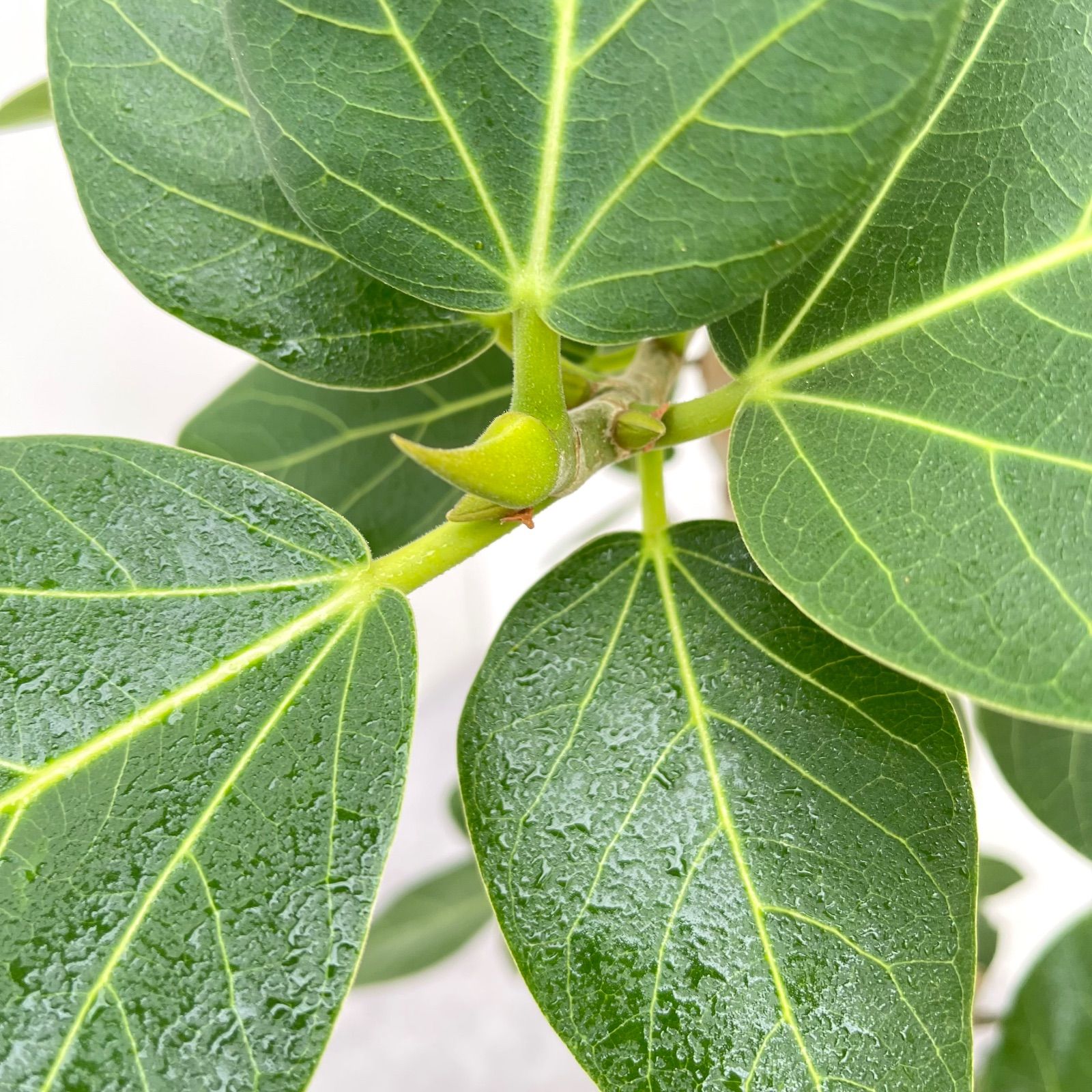 ベンガレンシス 曲がり