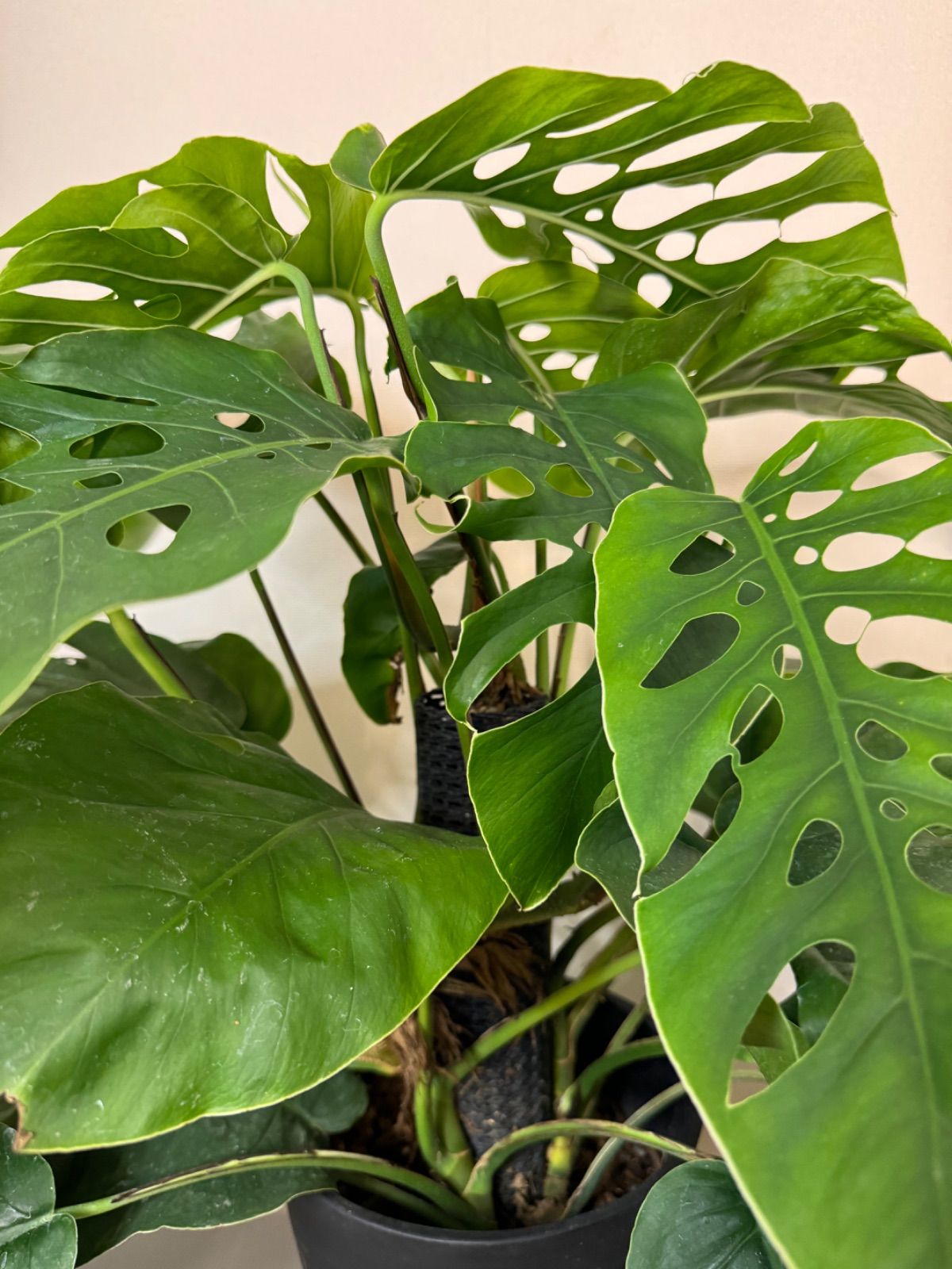 ❣️入荷❣️希少‼️モンステラ デュビア 7号 人気の観葉植物 ❣️①