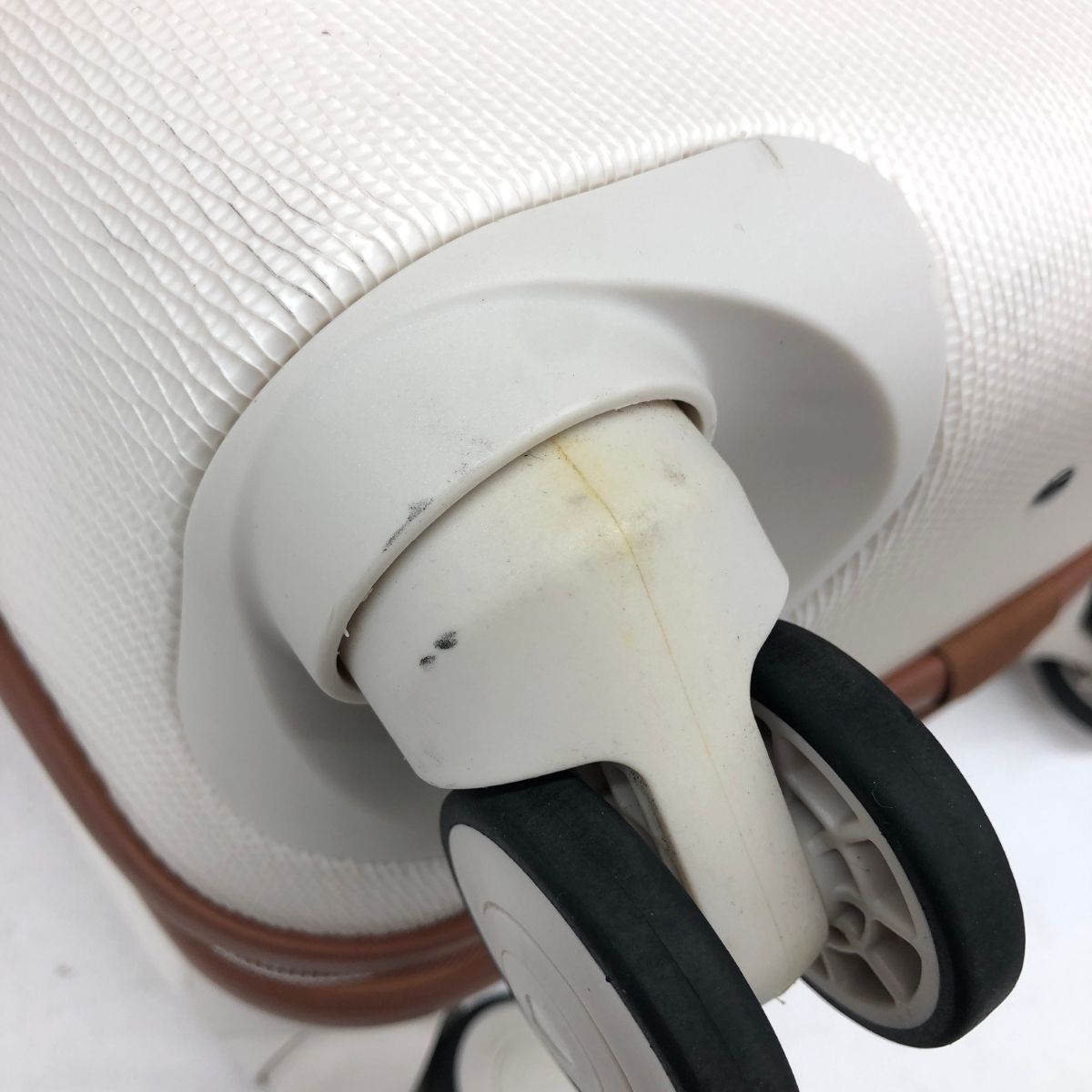 寒蘭-063　8-4H　大輪更紗無点×西雄　苗　交配種 寒蘭-063 8-4H 大輪更紗無点×西雄 苗 交配種