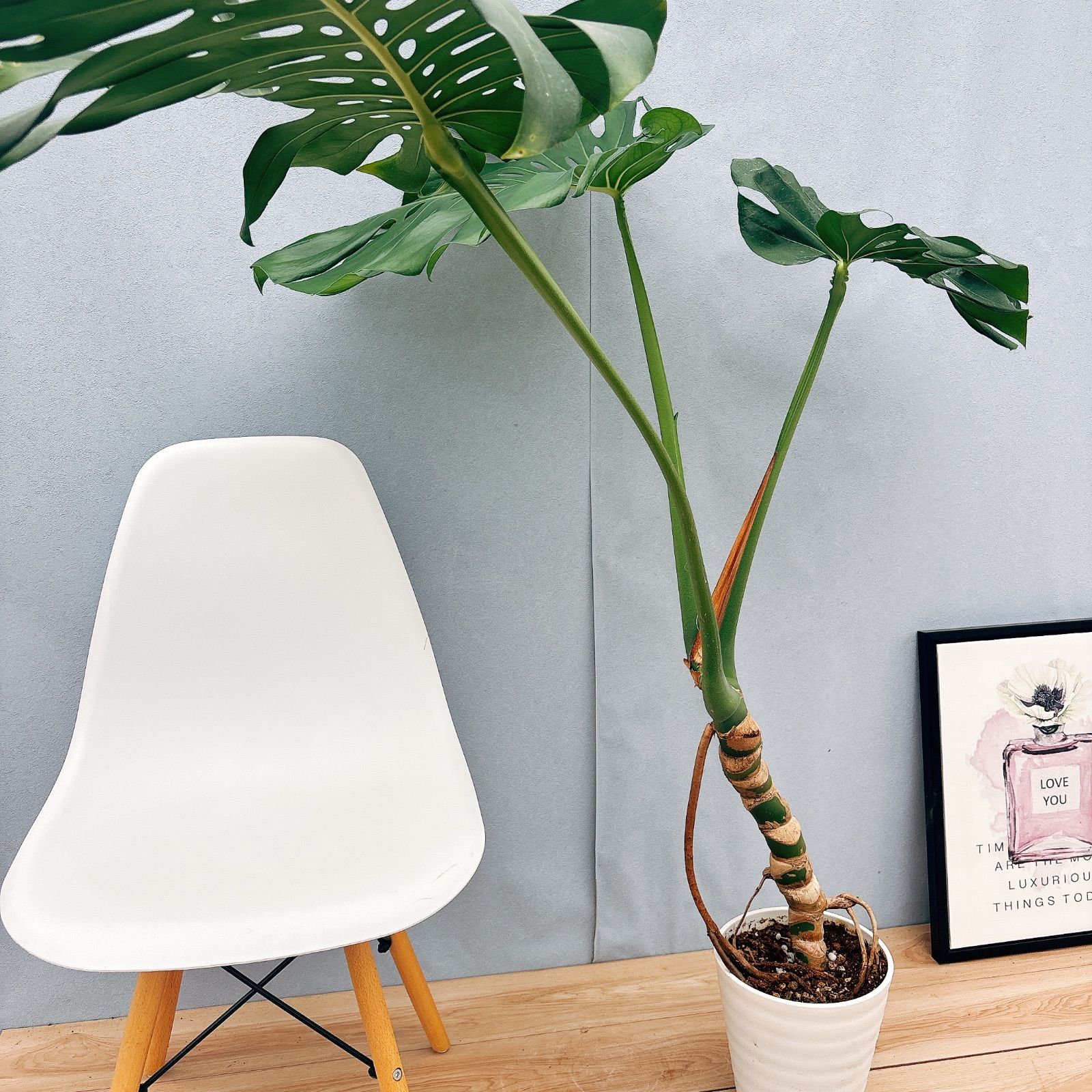 モンステラ 3本セット 木質化幹立ち根上り 現品］3番 モンステラ 幹立ち 7