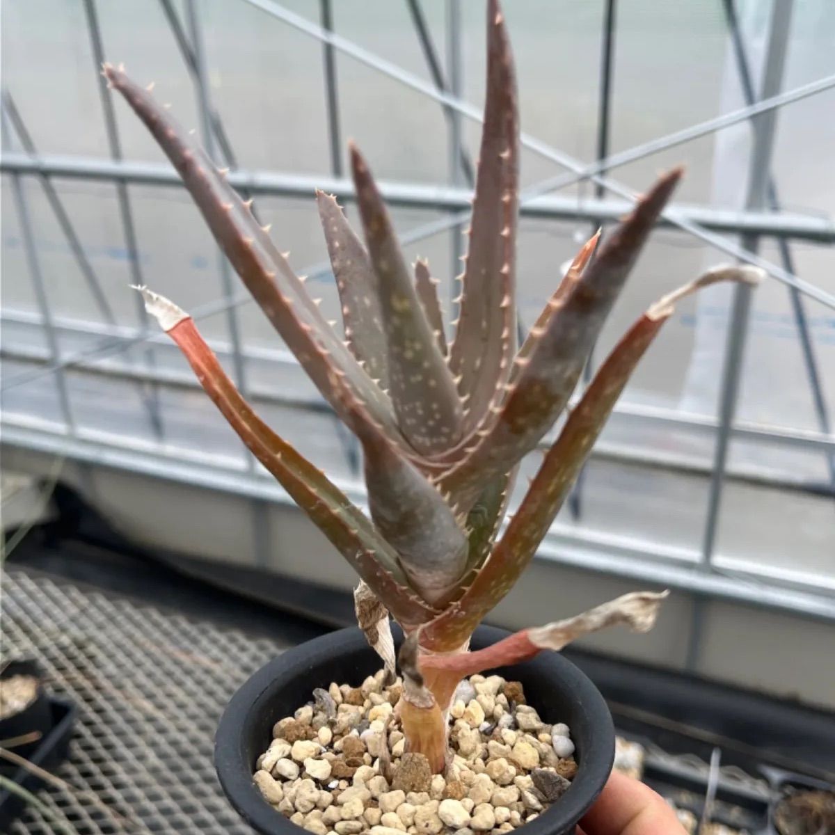 アロエ スピニフローラ Aloe 'spiniflora' - メルカリ