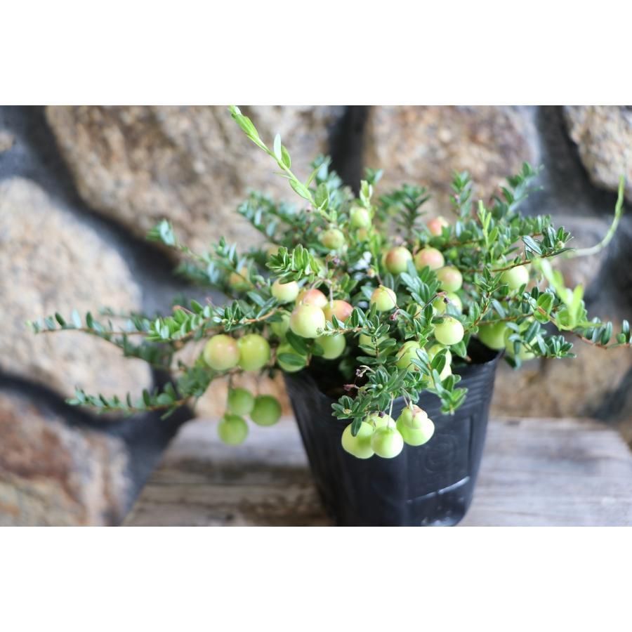 クランベリー 3.5号ポット苗 【1株販売】 果樹 苗木 寄せ植え