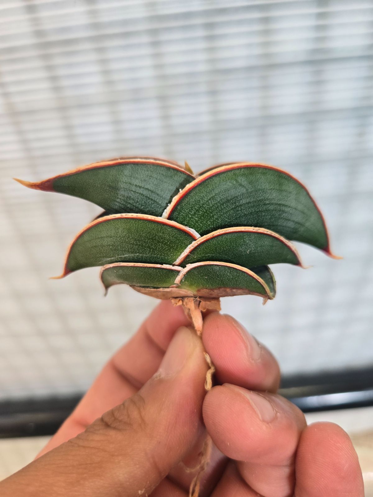 髪ツヤ美品⭐︎G3マイリトルポニー⭐︎スターキャッチャー