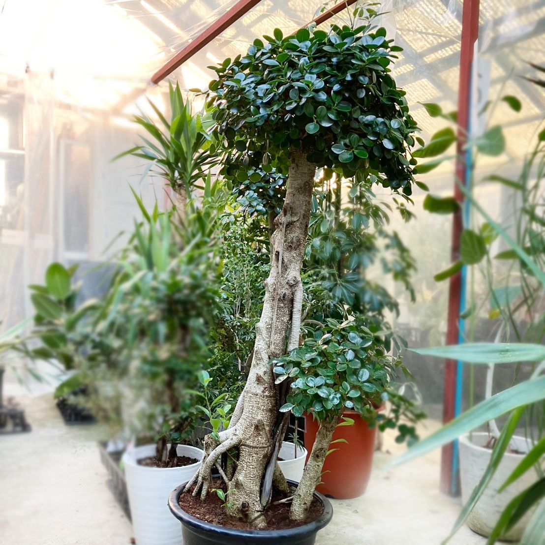 Microcarpa panda パンダガジュマル 大型 観葉植物 ガジュマル パンダ