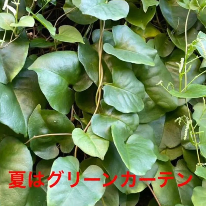 「 おかわかめ 」栽培用むかご・苗 あります！　オカワカメ　雲南百薬 2025年最新】オカワカメ 雲南百薬の人気アイテム - メルカリ