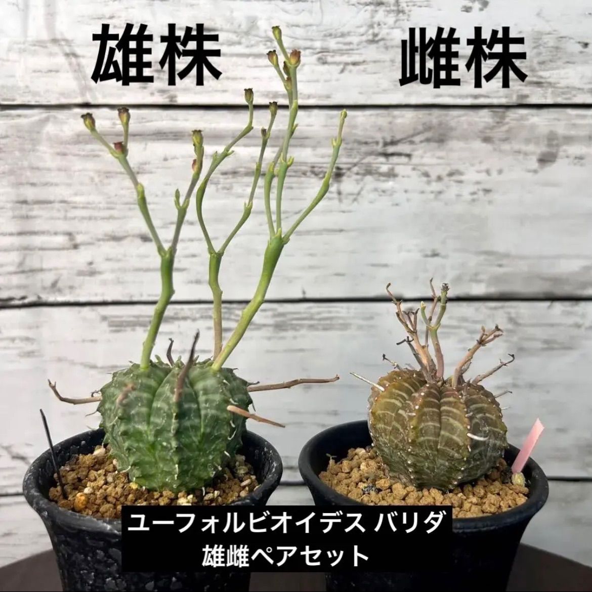 ユーフォルビア バリダ 雄雌ペア サボテン 多肉植物 珍奇植物 B16801