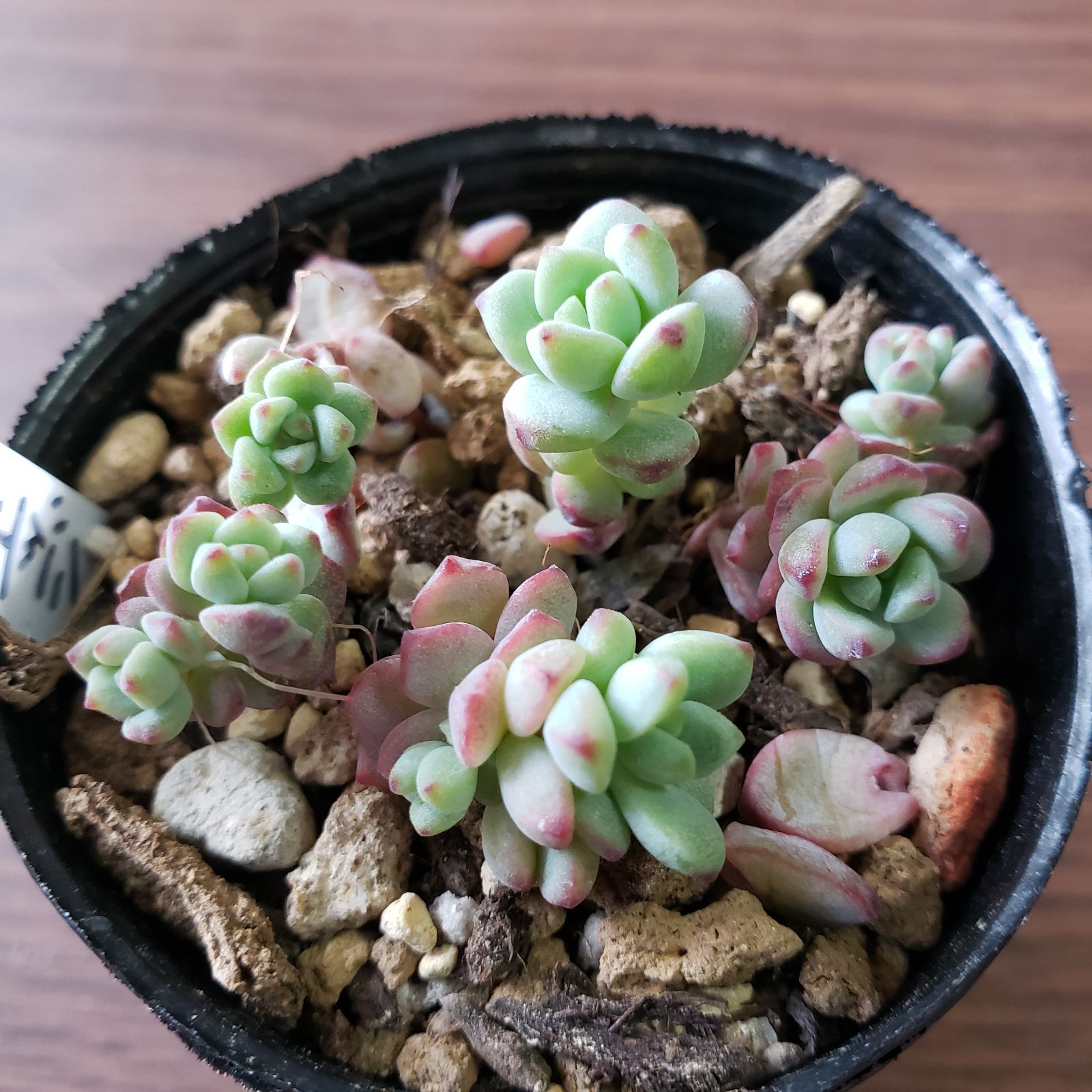 多肉植物　ヘラクレス　◇抜き苗◇ ヘラクレス【抜き苗】多肉植物 - メルカリ