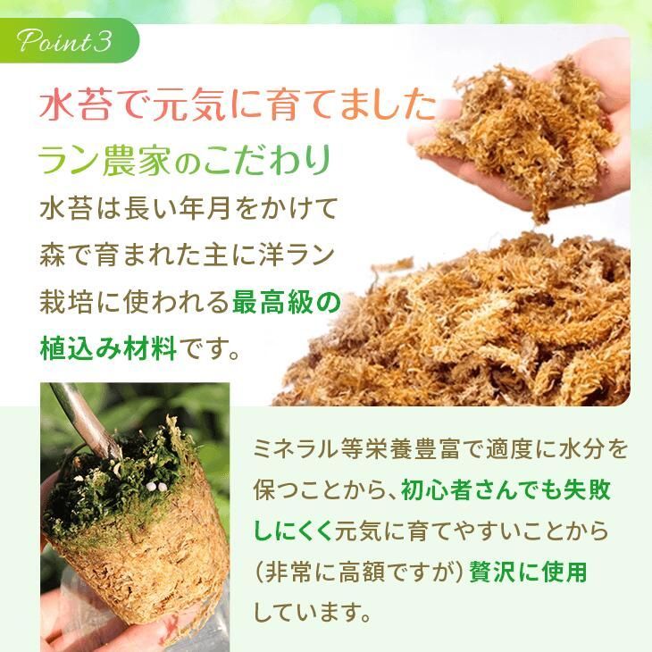 パキラ ミルキーウェイ」実生苗 斑入り 』2.5号ポット鉢 希少