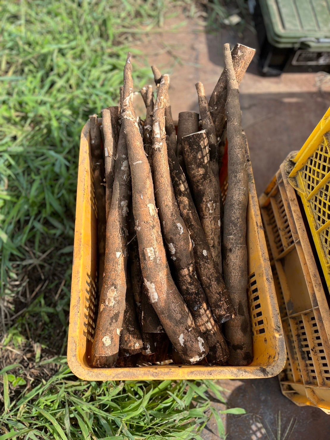 mandioca Arank【20kg】 mandioca A rank 20kg 【公式通販】 mandioca Arank【20kg】 mandioca A rank 20kg 【公式通販】