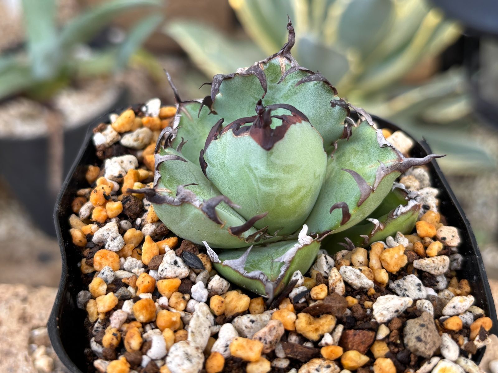 アガベ 黒鯨 NONAME 実生株 3株セット アガベ チタノタ 黒鯨(子株3株付き) アガベ 黒鯨 NONAME 実生株 3株