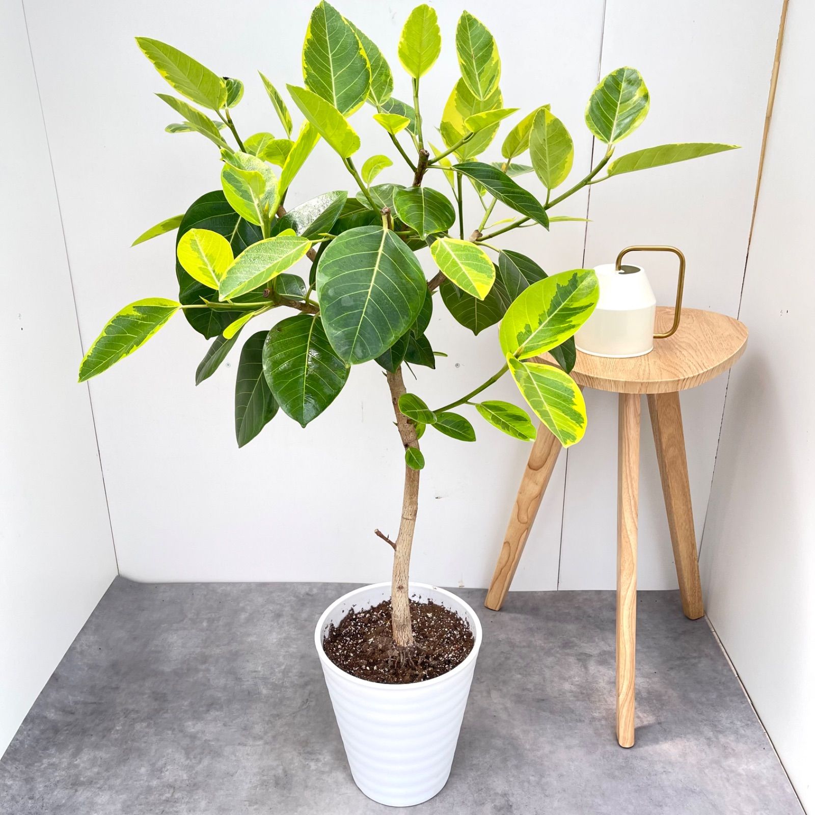 フィカス アルテシマ 曲がり 2 フィカス・アルテシマ まがり XL #2